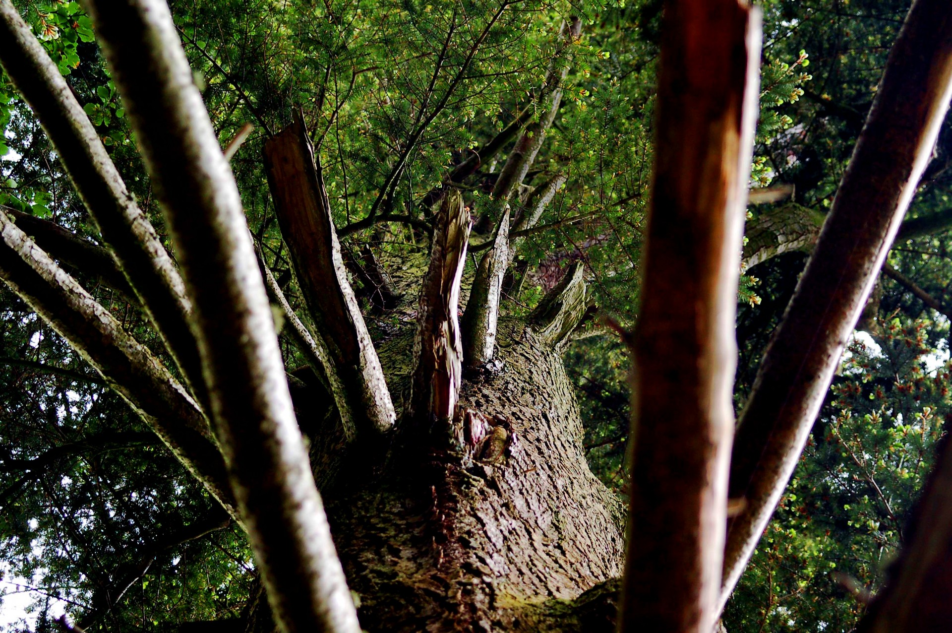 arbre branches tronc écorce