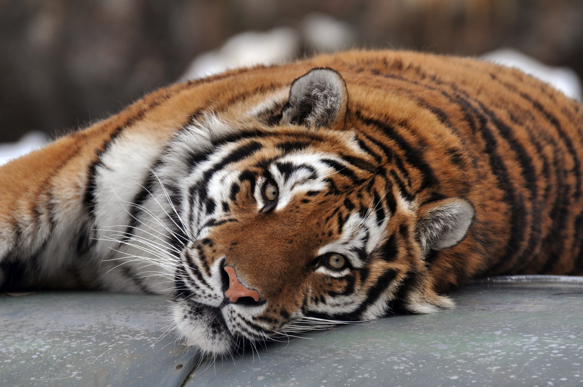 gato salvaje dientes tigre