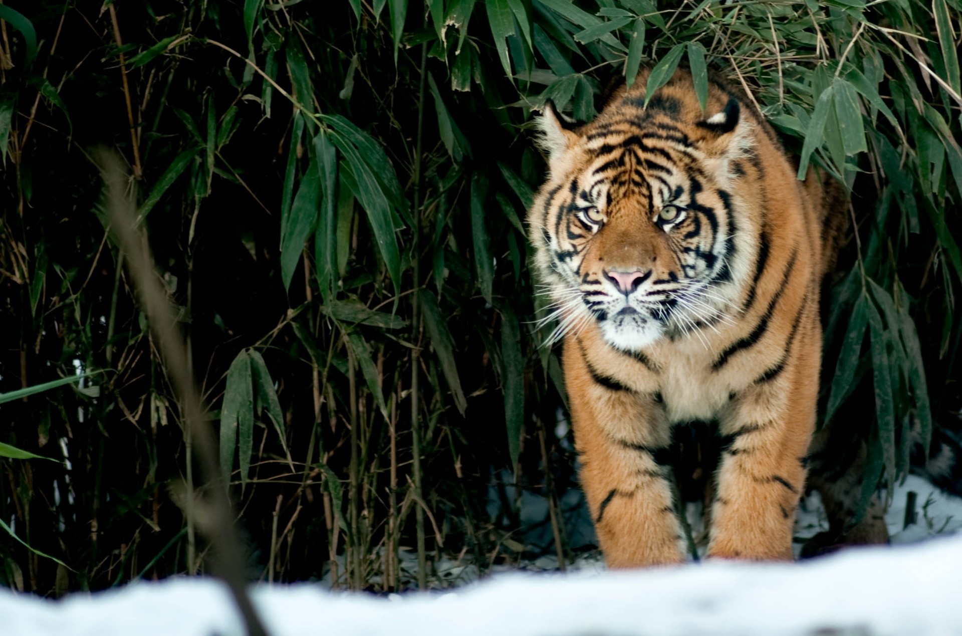 schnee katze ansicht tiger