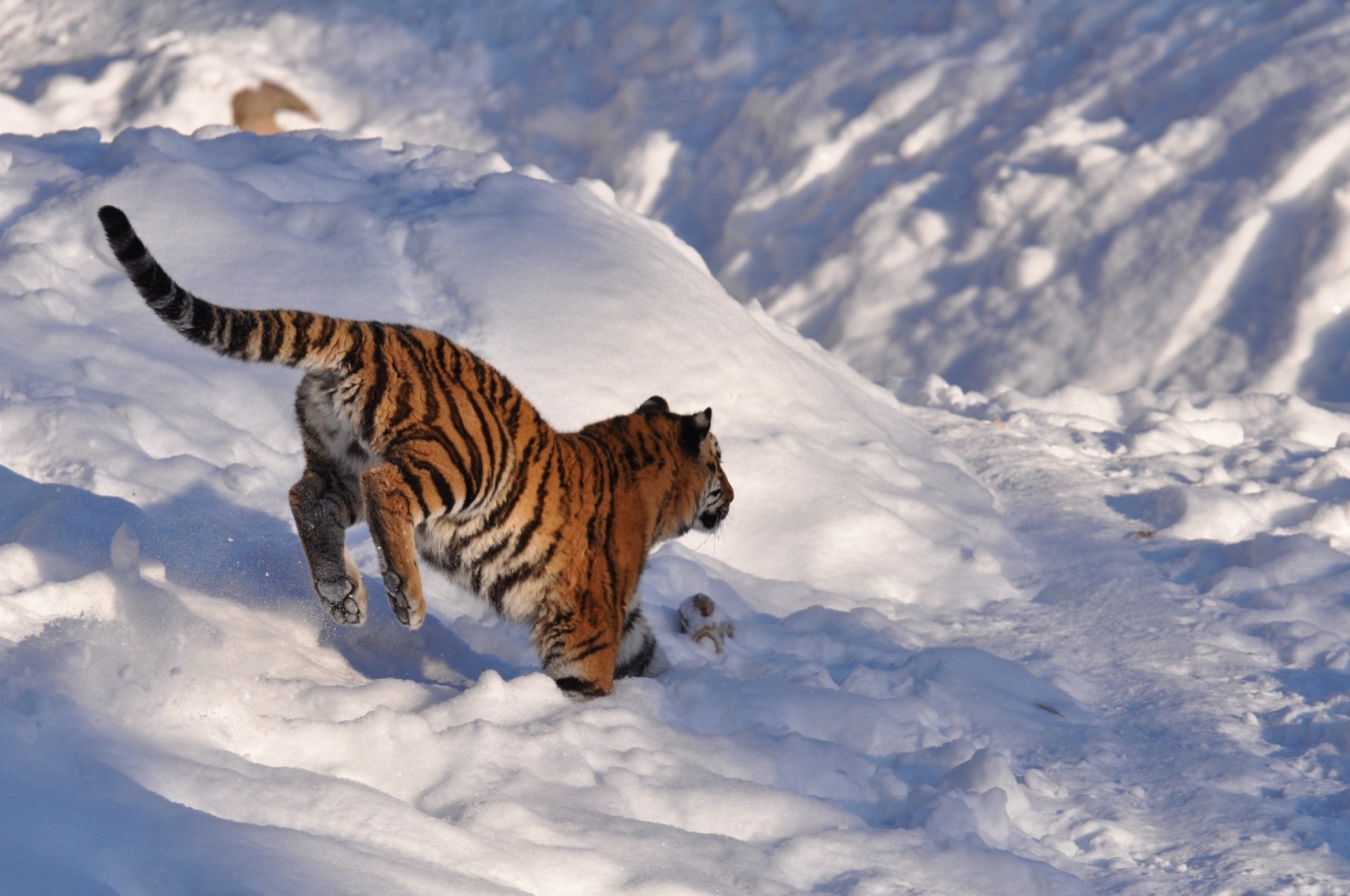 saut cub chapeaux jeu tigre