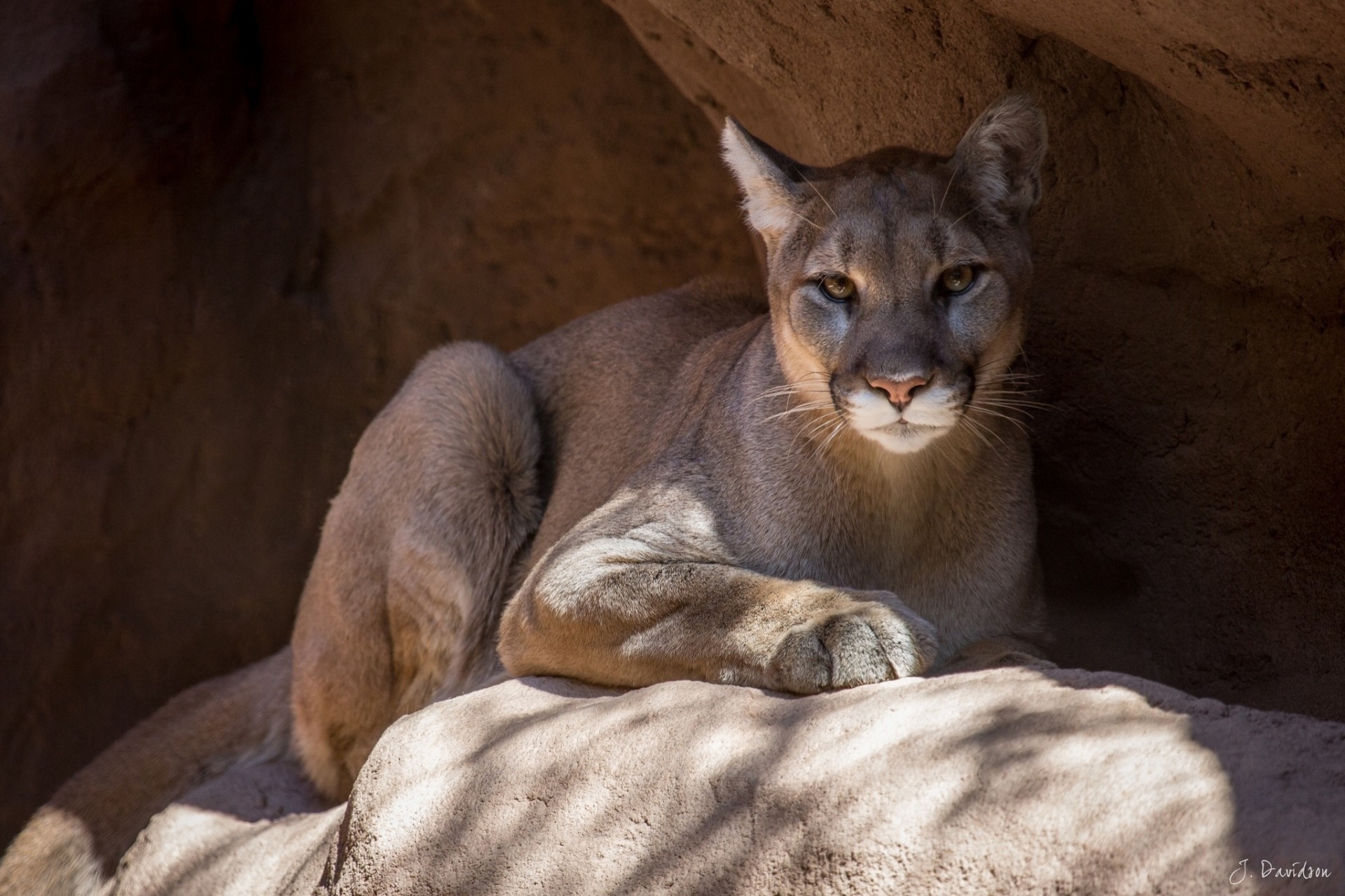 żbik puma lew górski