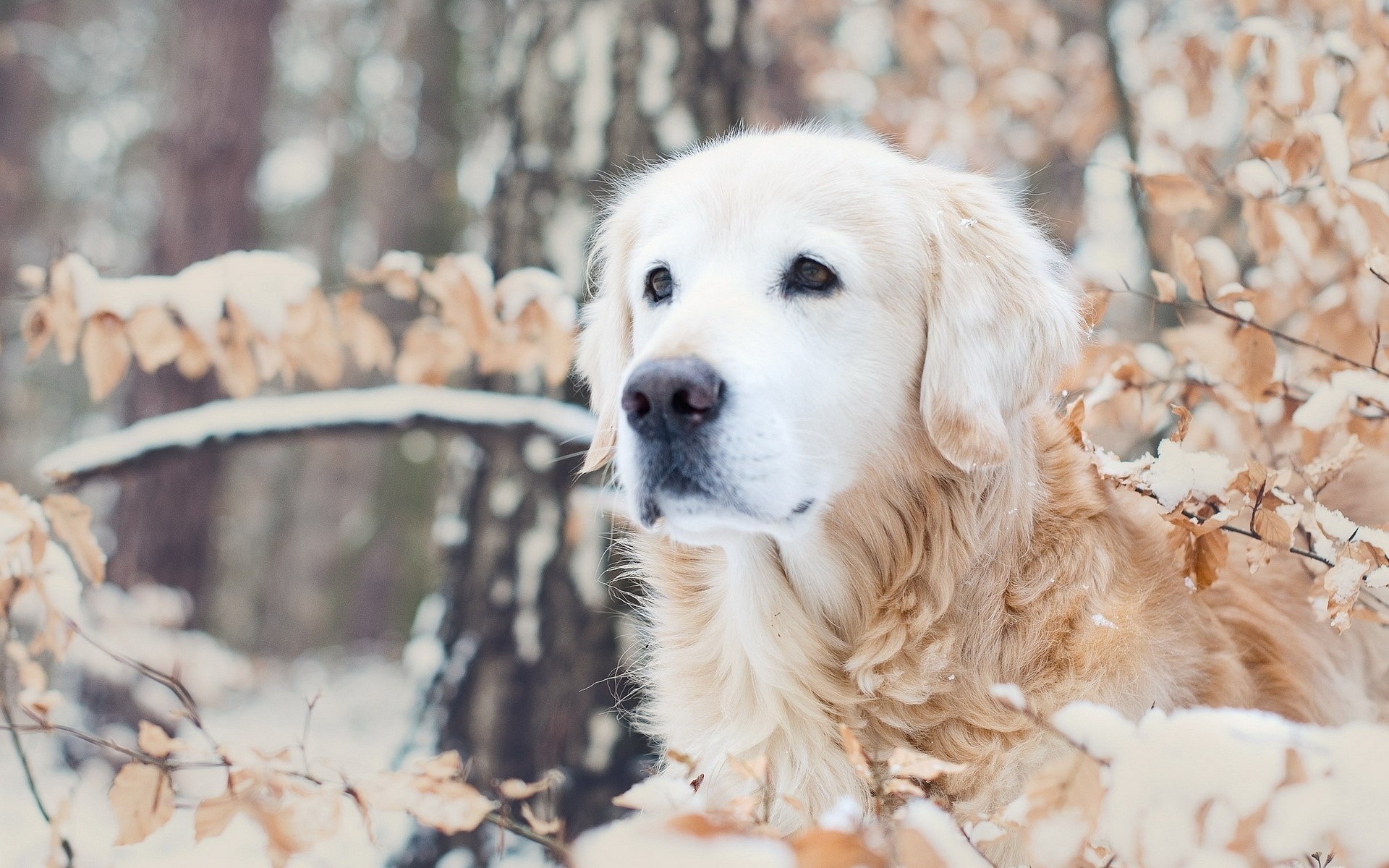 dog winter nature