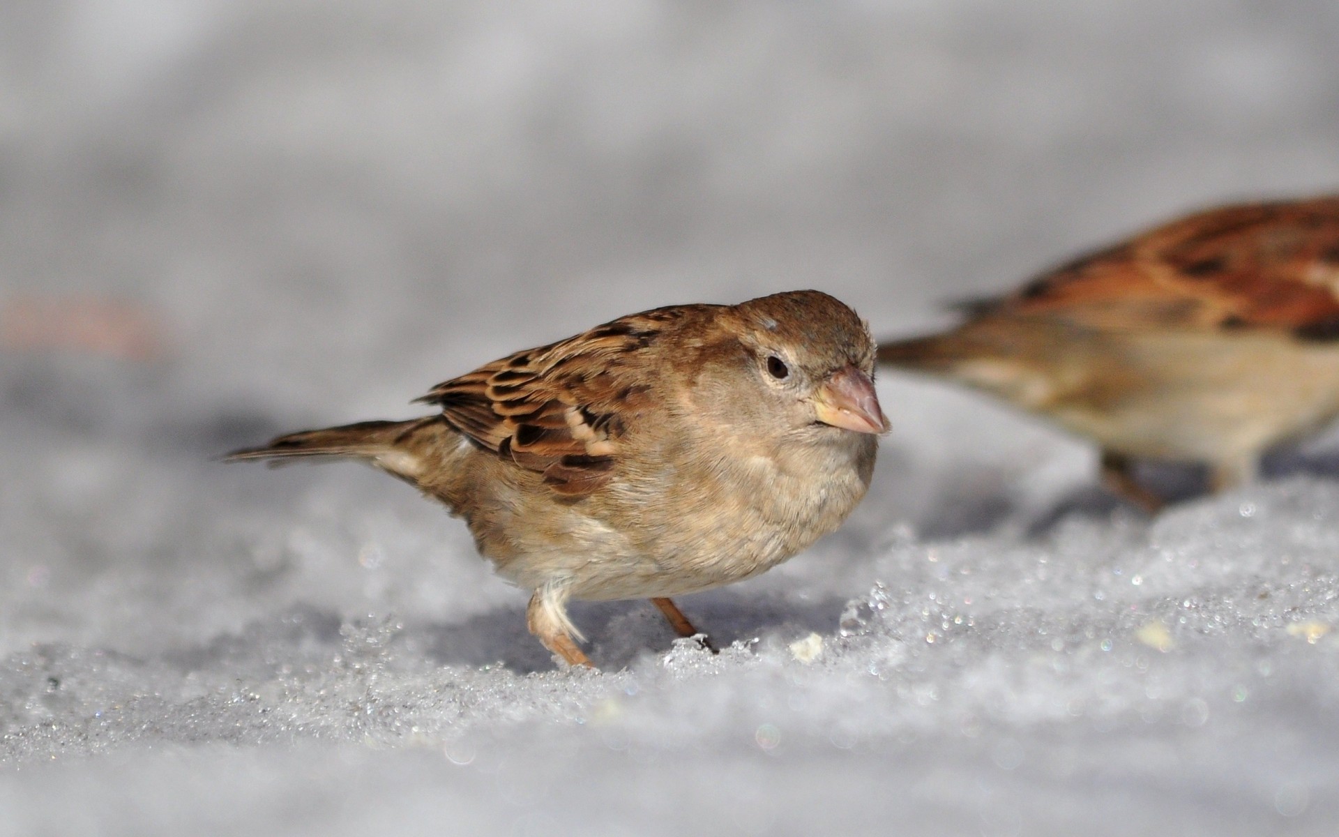 oiseau moineau soleil neige gros plan printemps