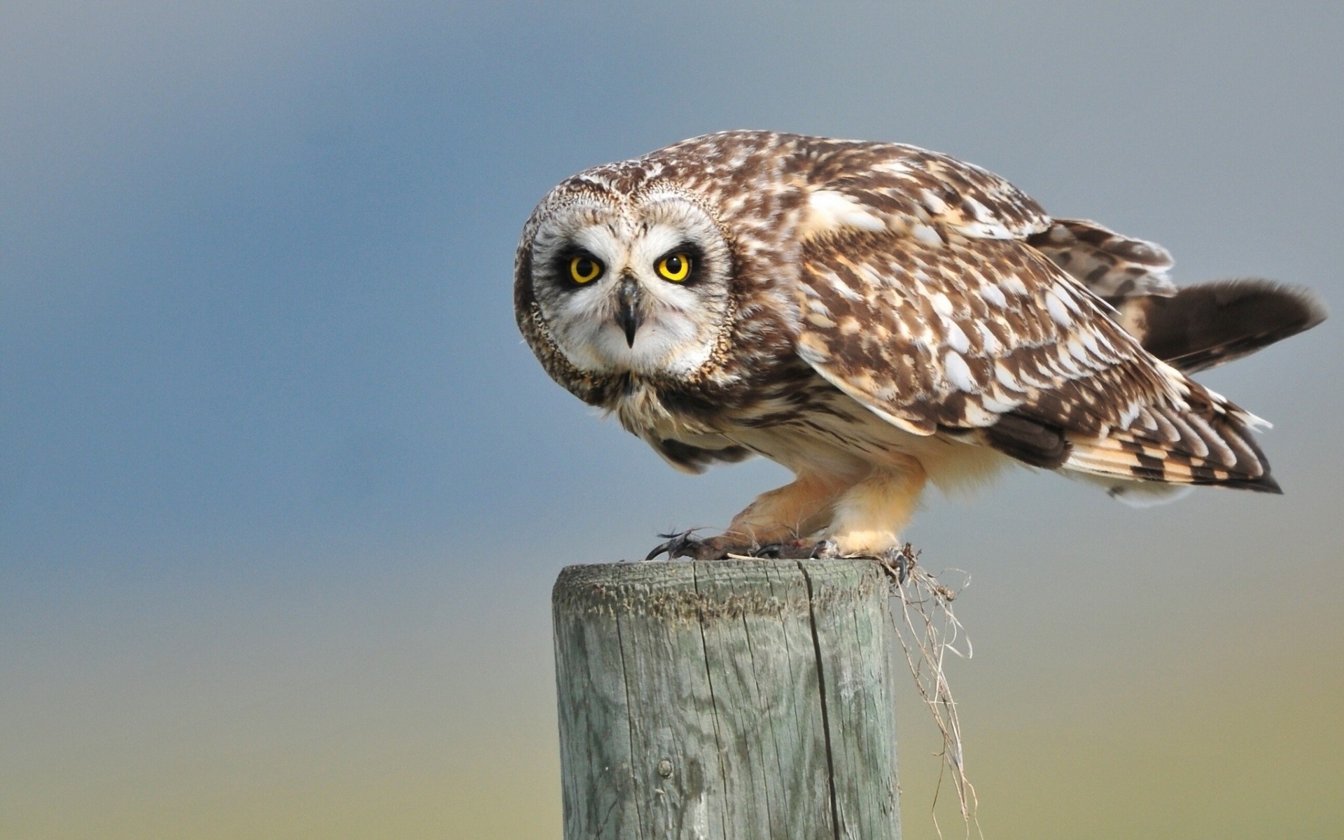 hort-eared owl post owl view