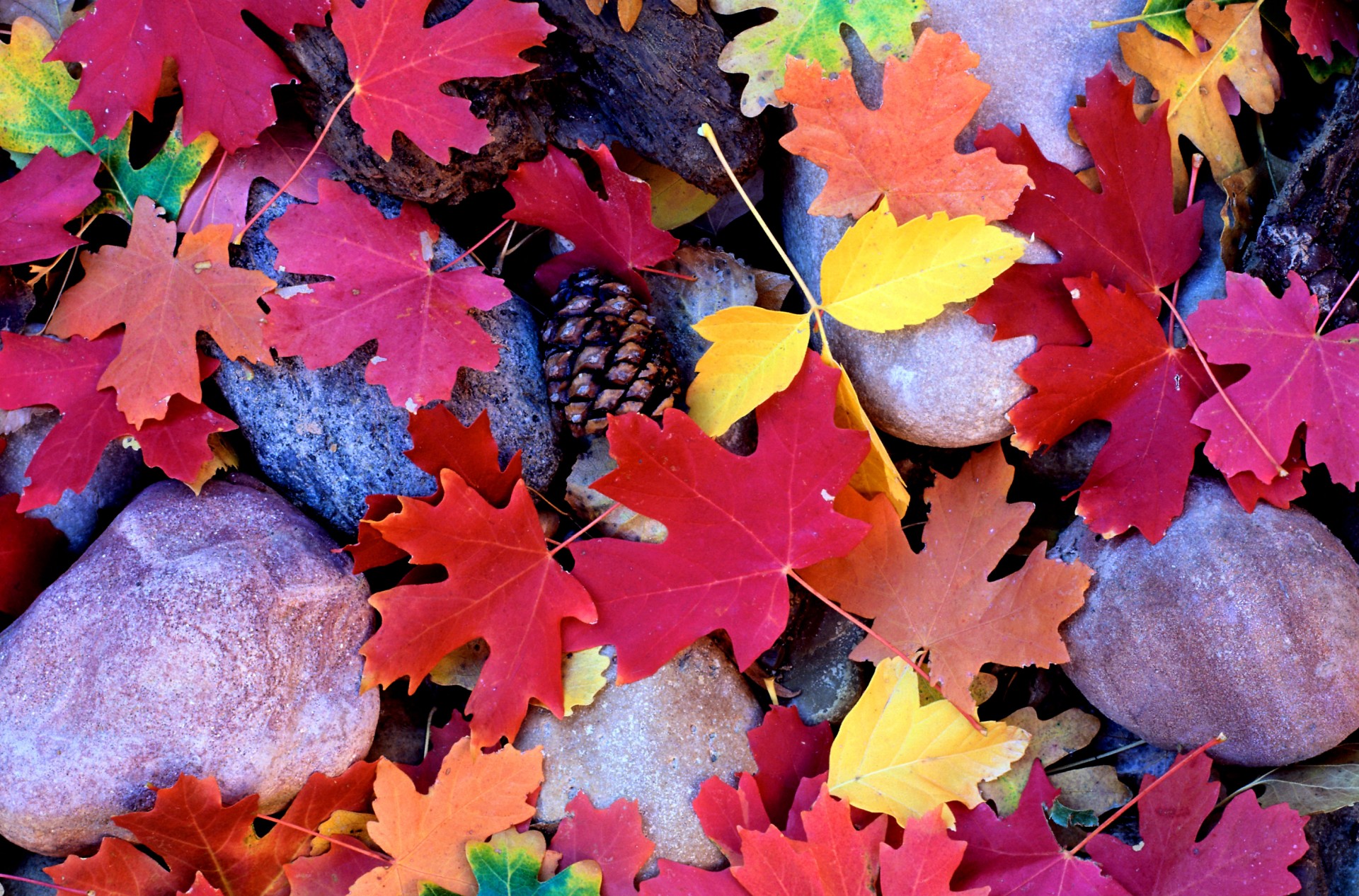 piedras hojas conos otoño arce