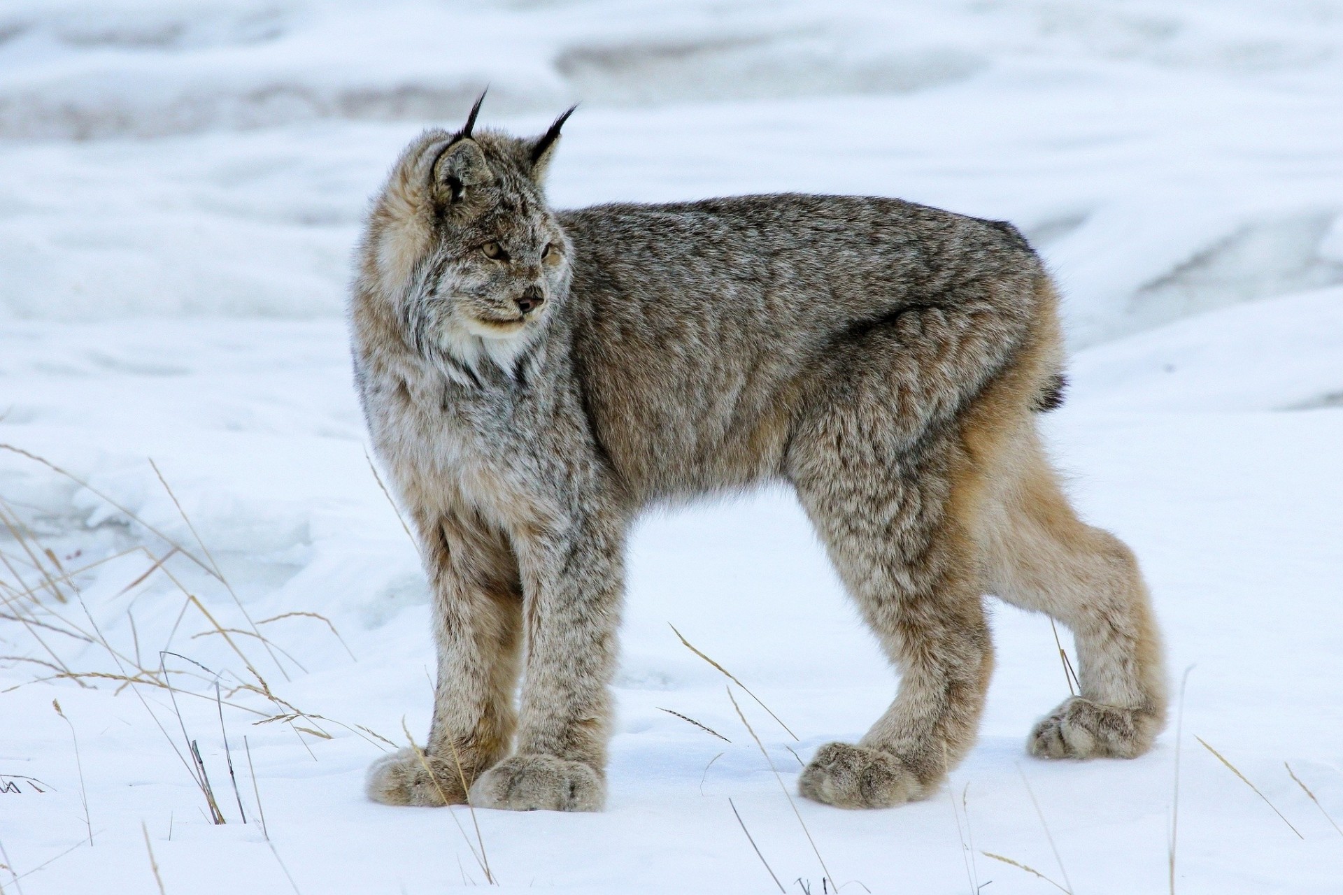 lynx chat sauvage hiver