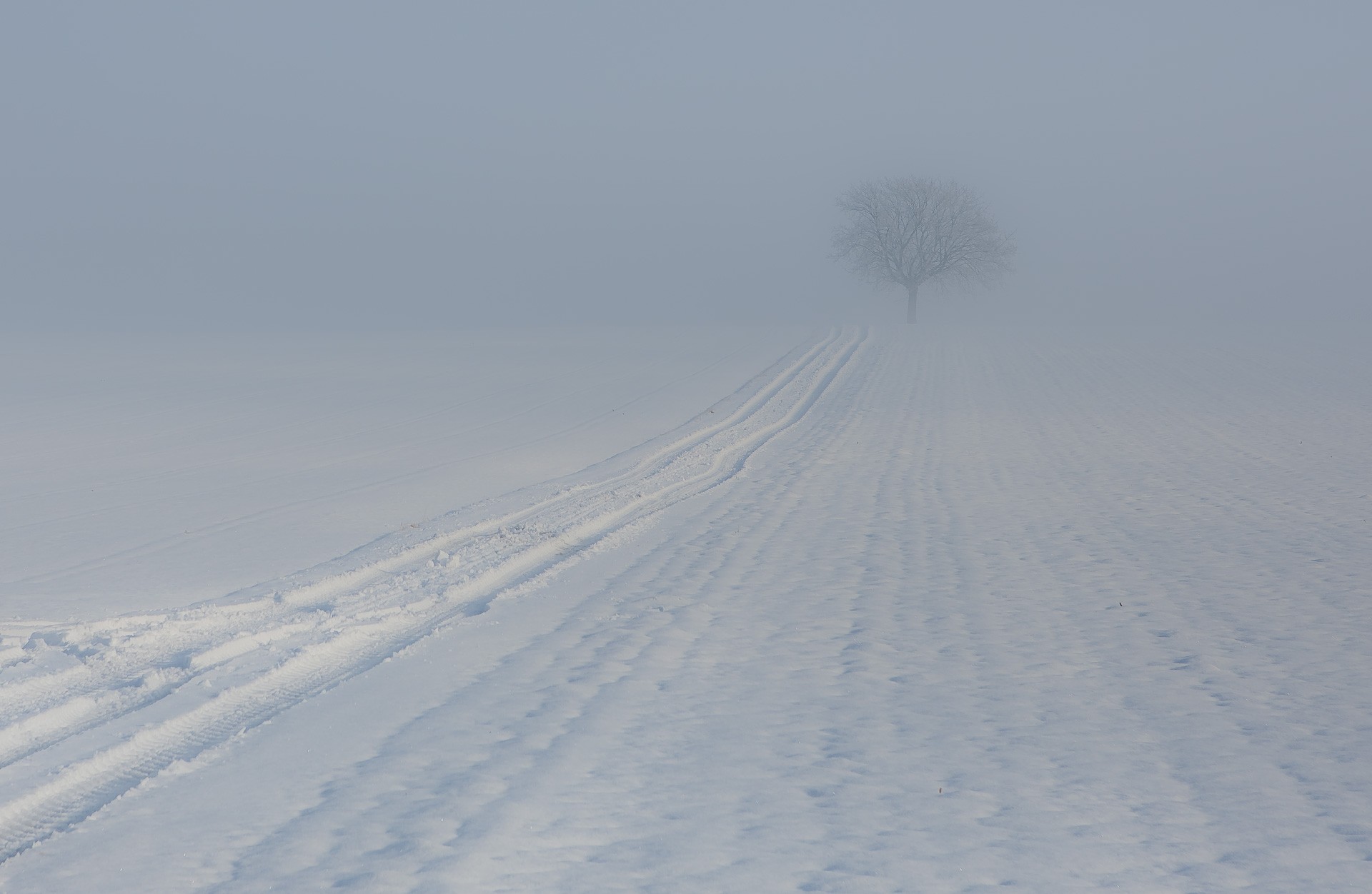 winter tree fog next