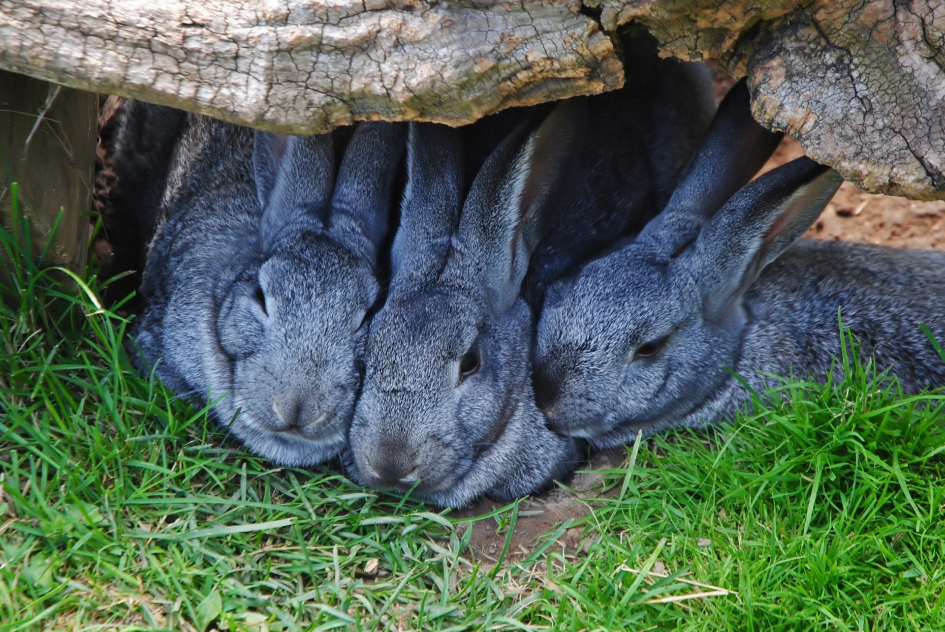 rabbits animals nature