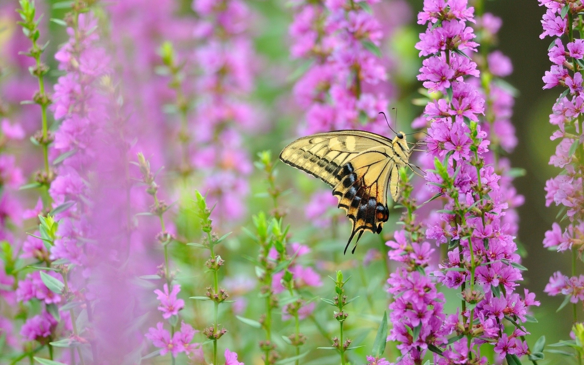 makro schwalbenschwanz hintergrundbeleuchtung blumen