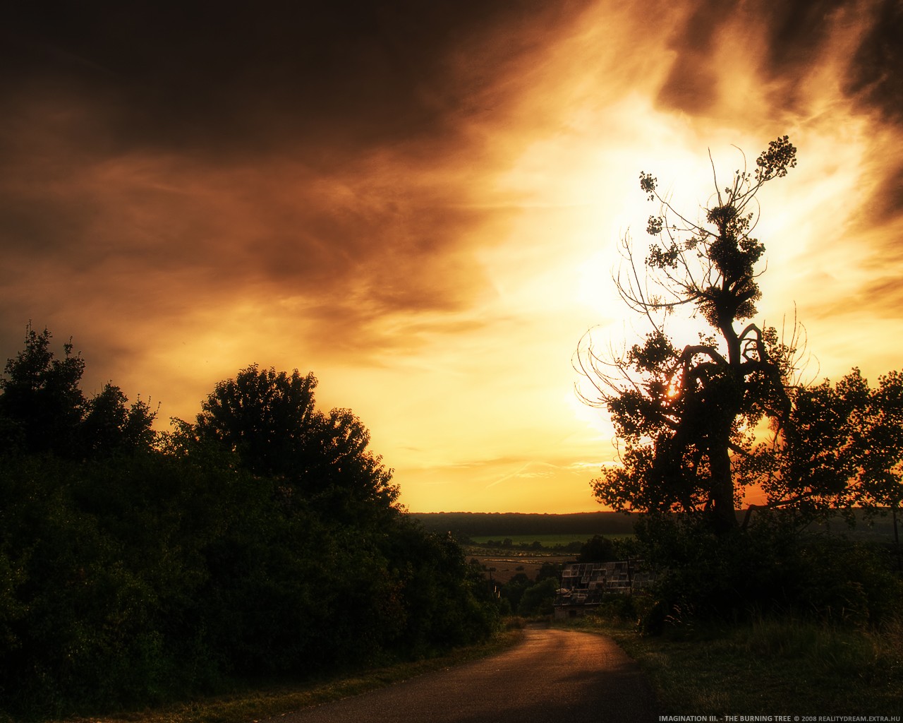 unset sun sky tree bush road