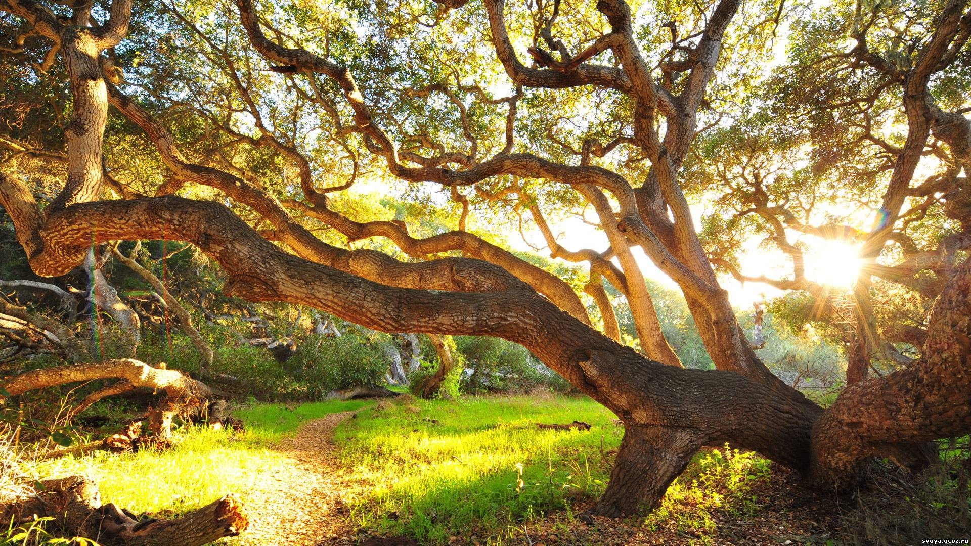 albero erba mattina cespugli