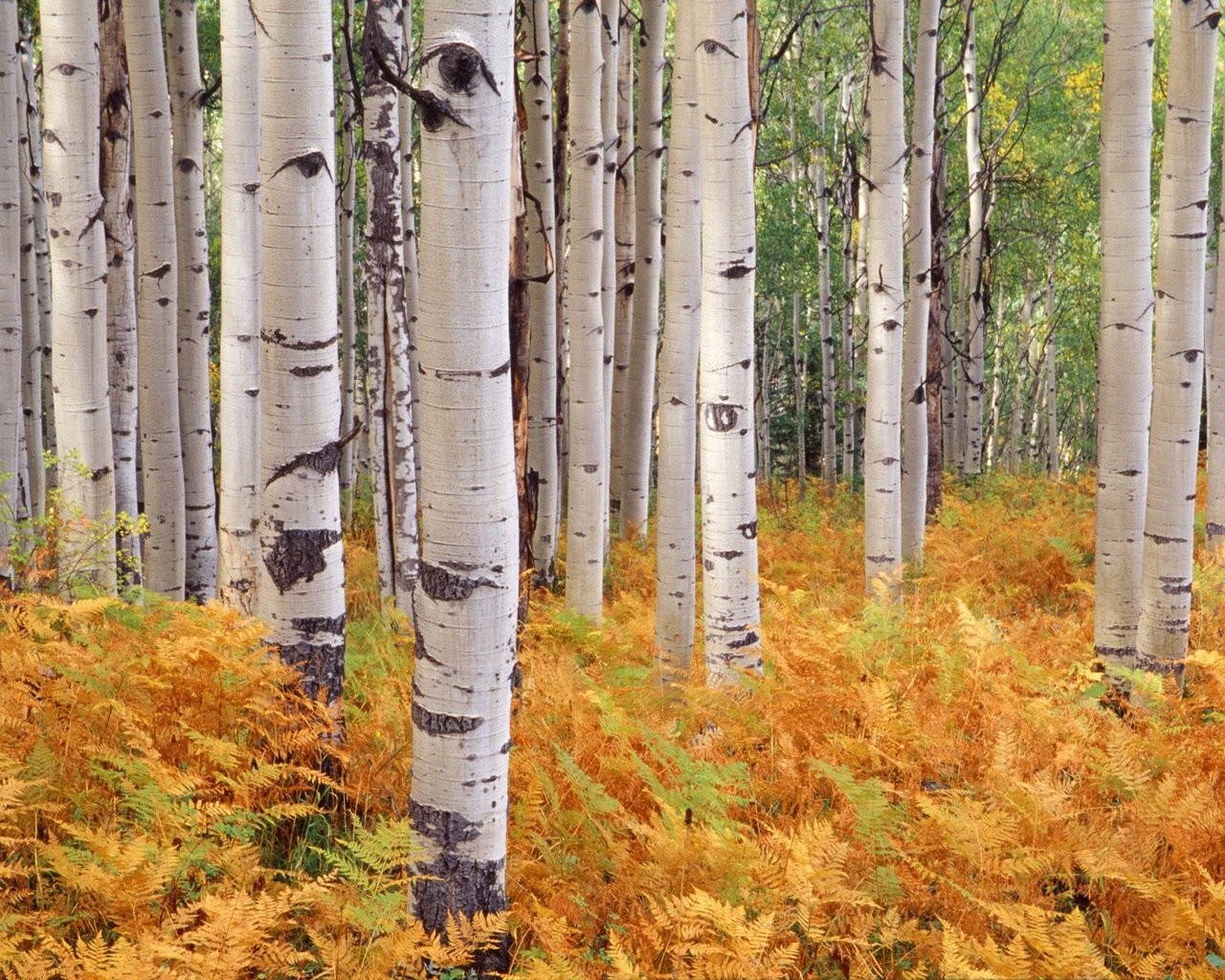 foresta betulle autunno alberi