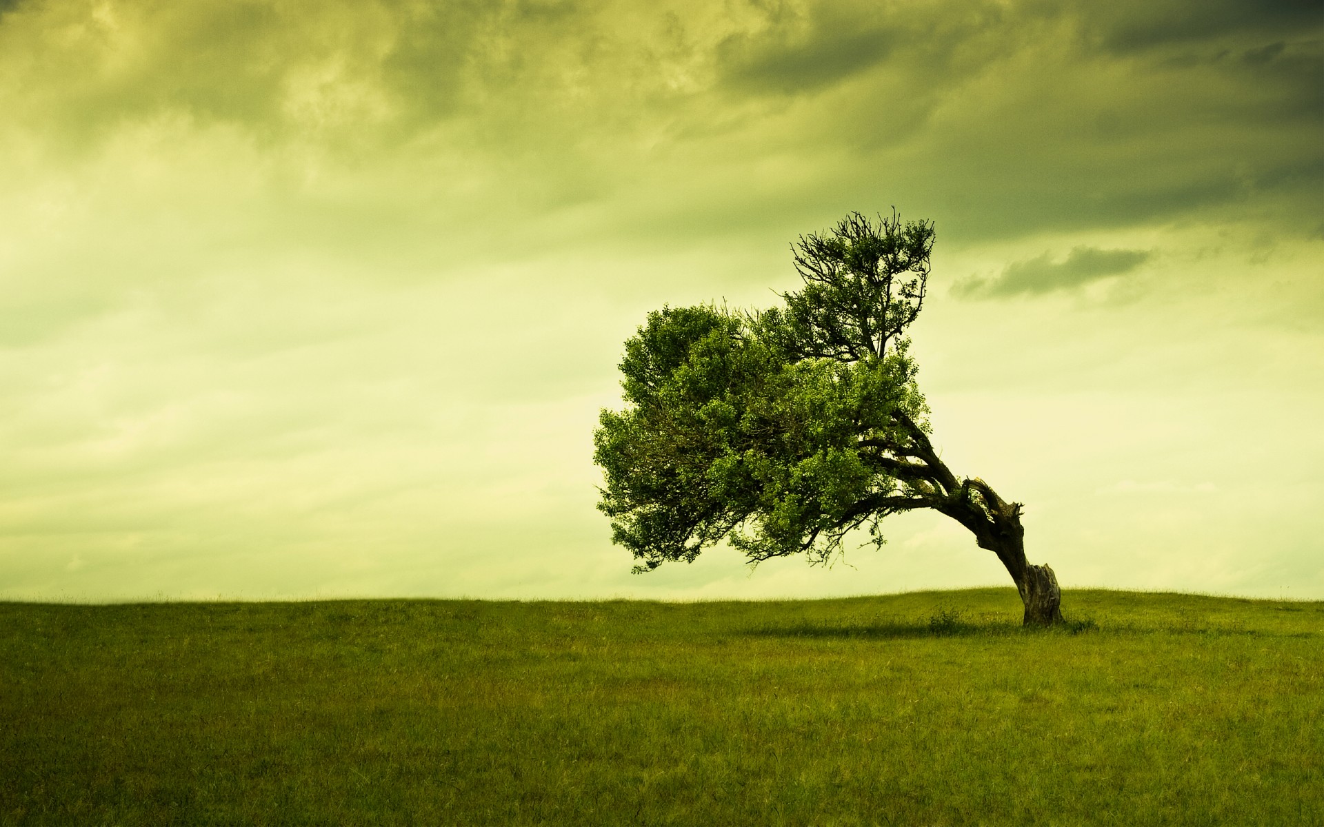 nuvole campo erba cielo albero