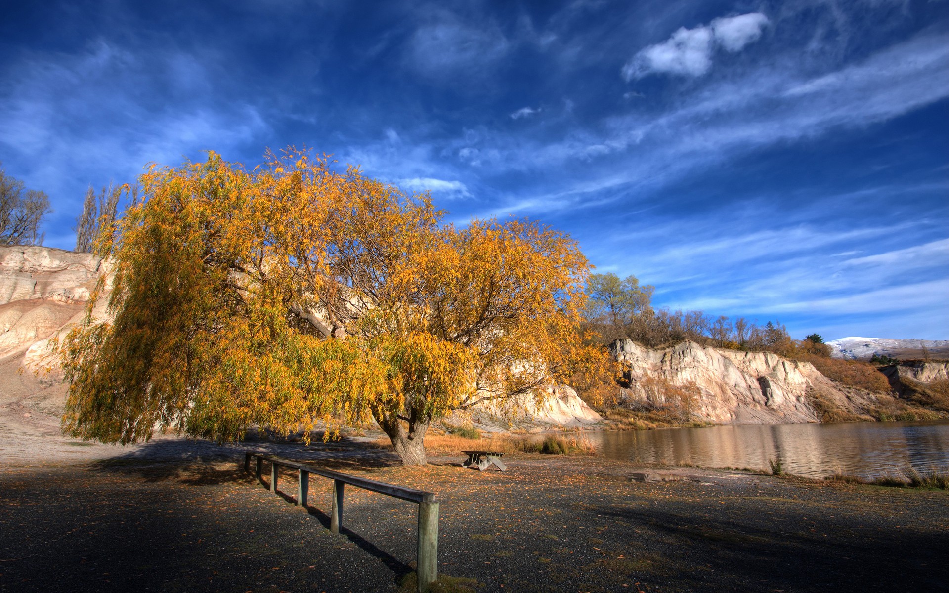 new zealand sky tree autumn