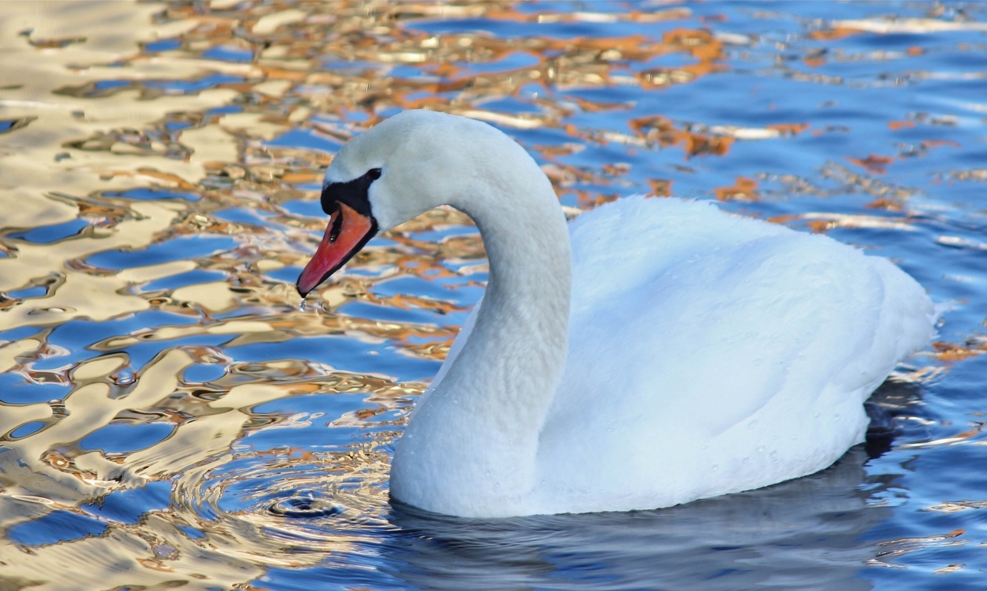 birds water swan