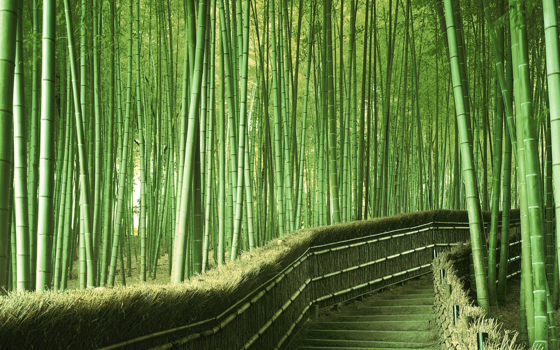 bamboo japan green