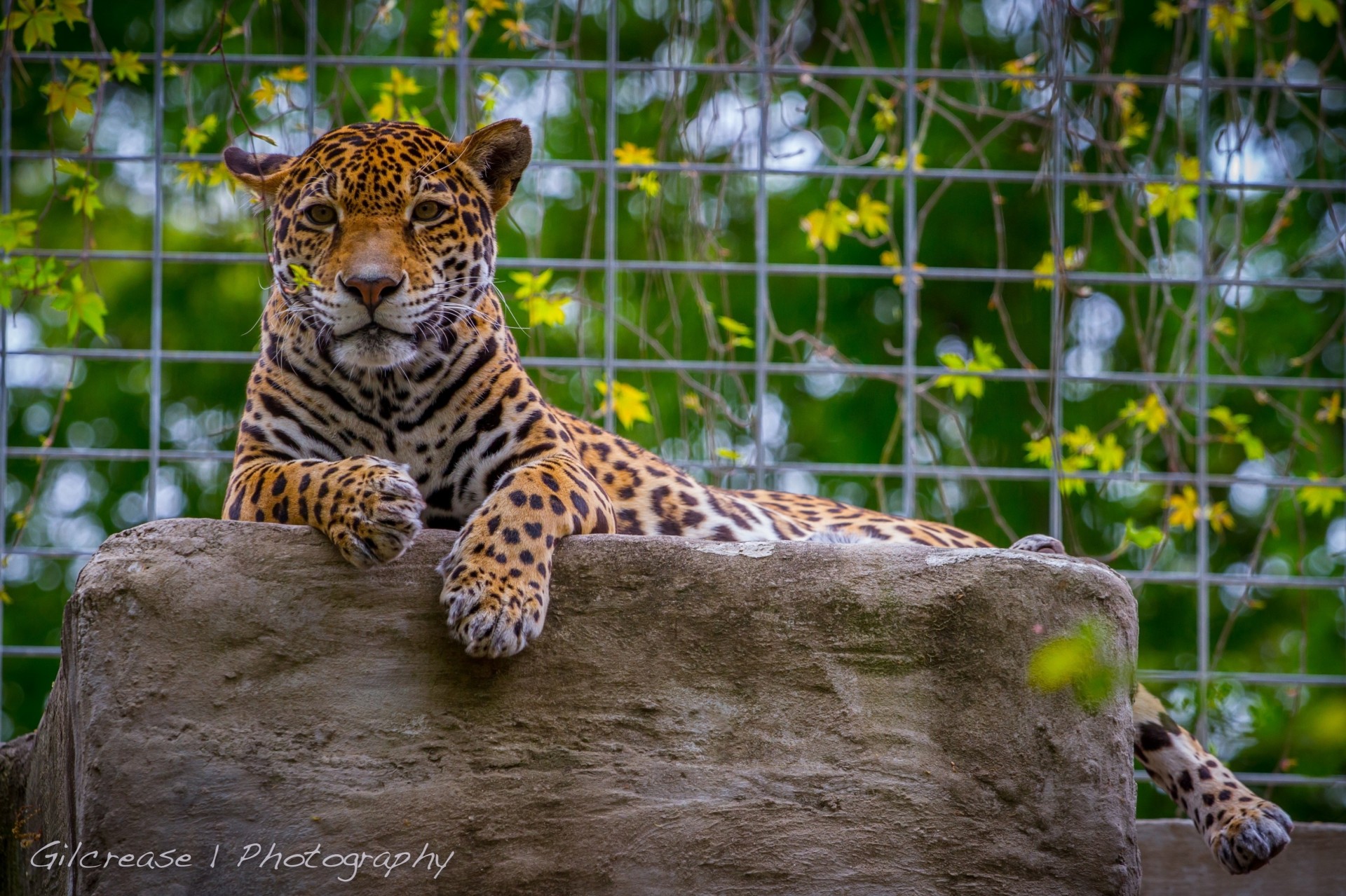 дикая кошка jaguar хищник