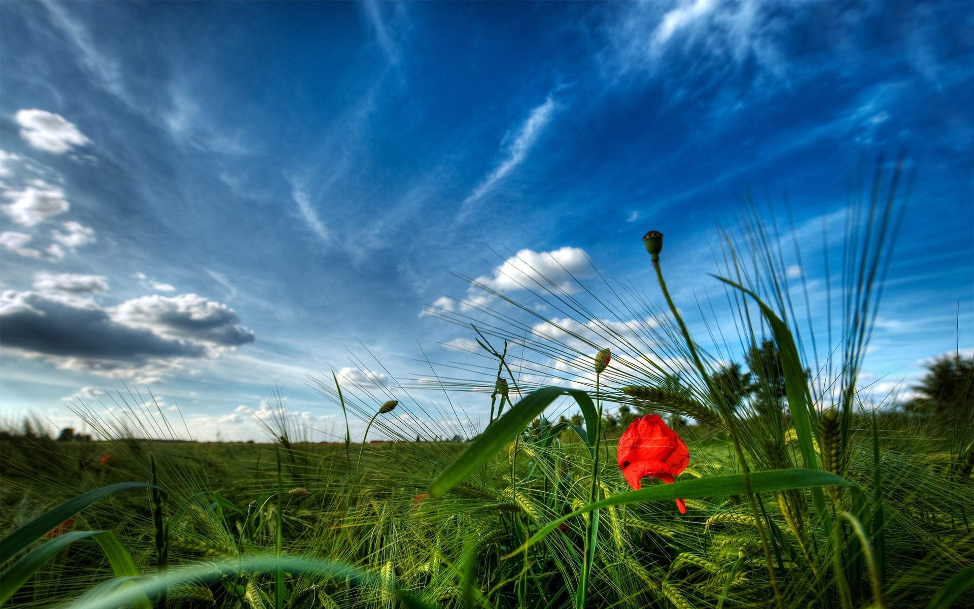 cielo amapola hierba