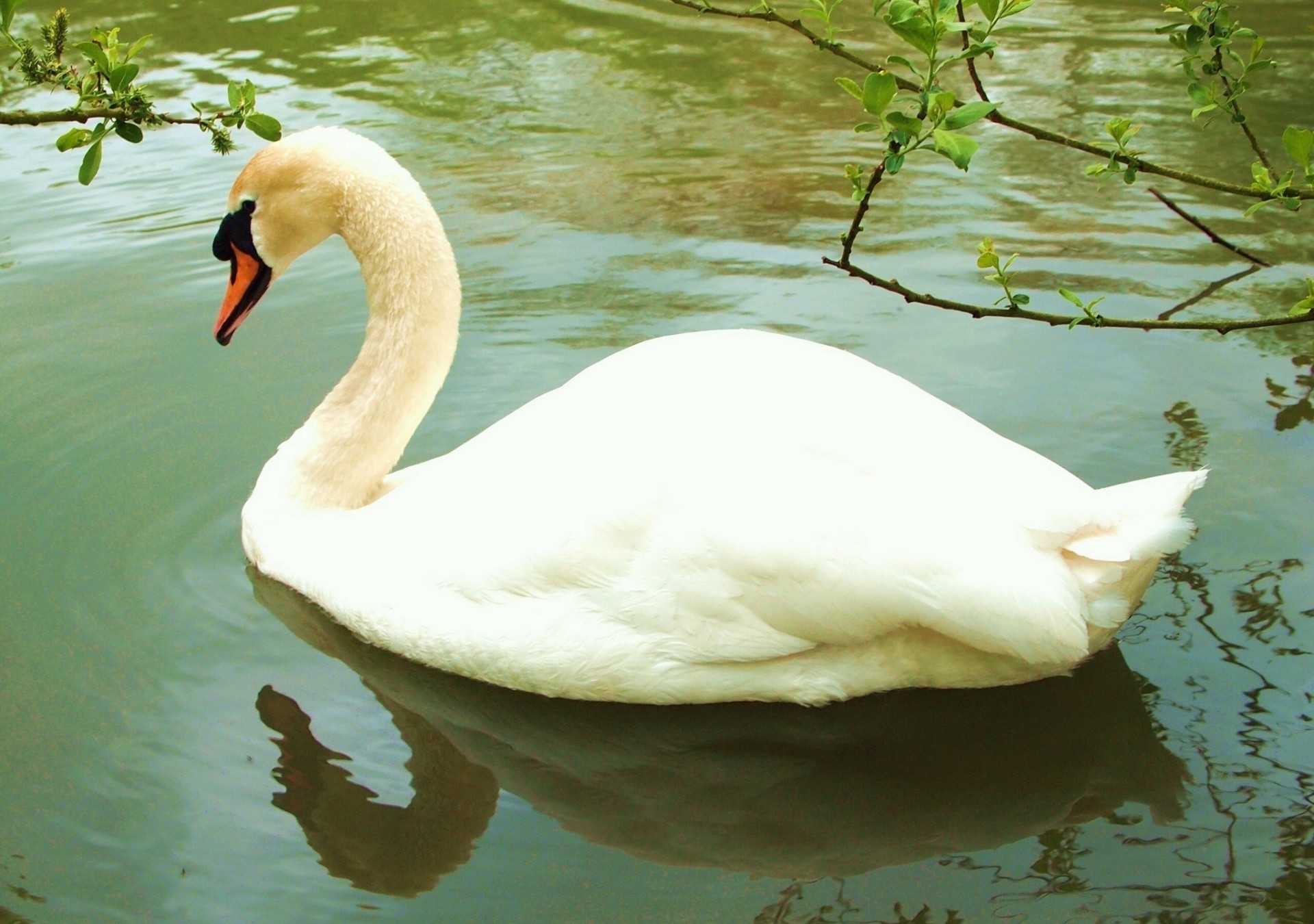 reflexión agua cisne