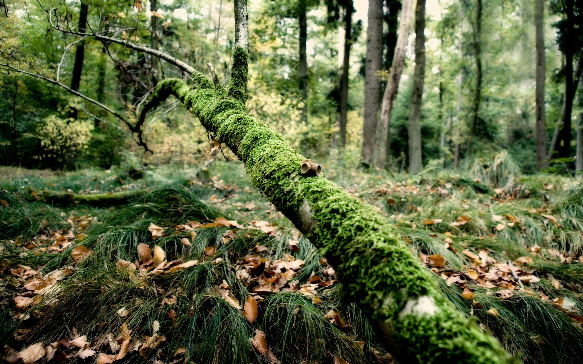 forêt branche mousse herbe