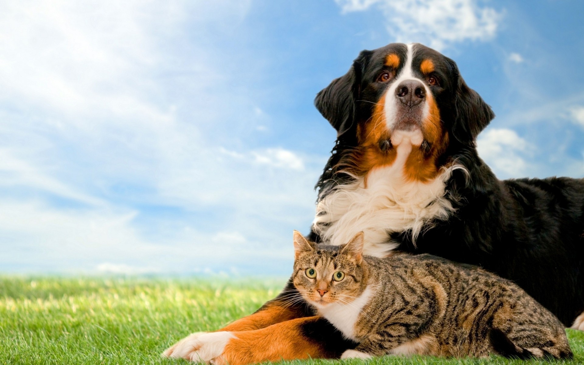 cane amici erba natura gatto