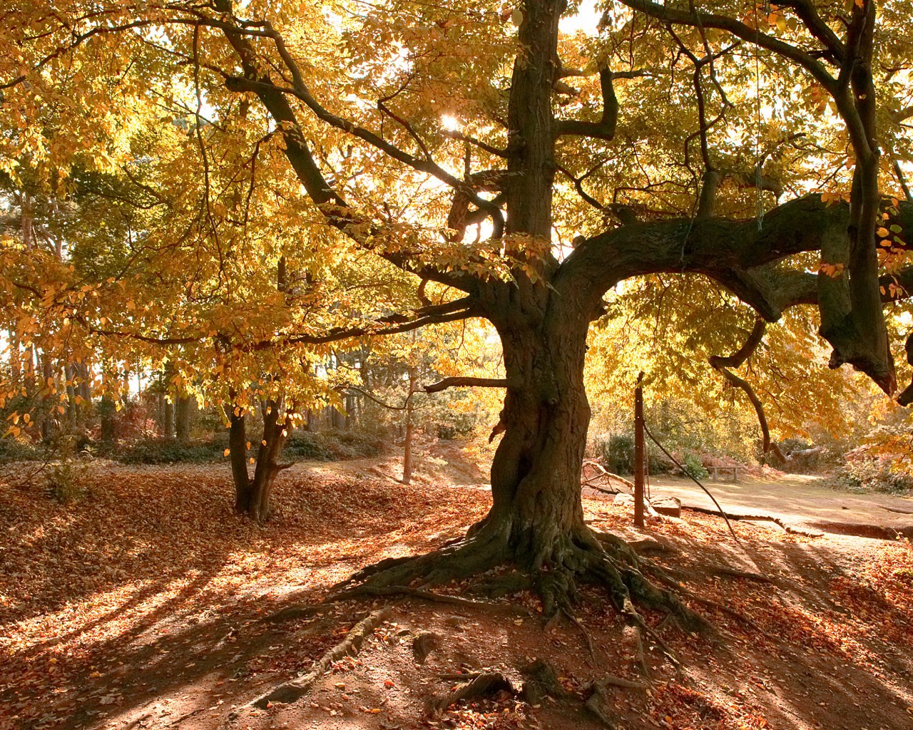 tree forest leave