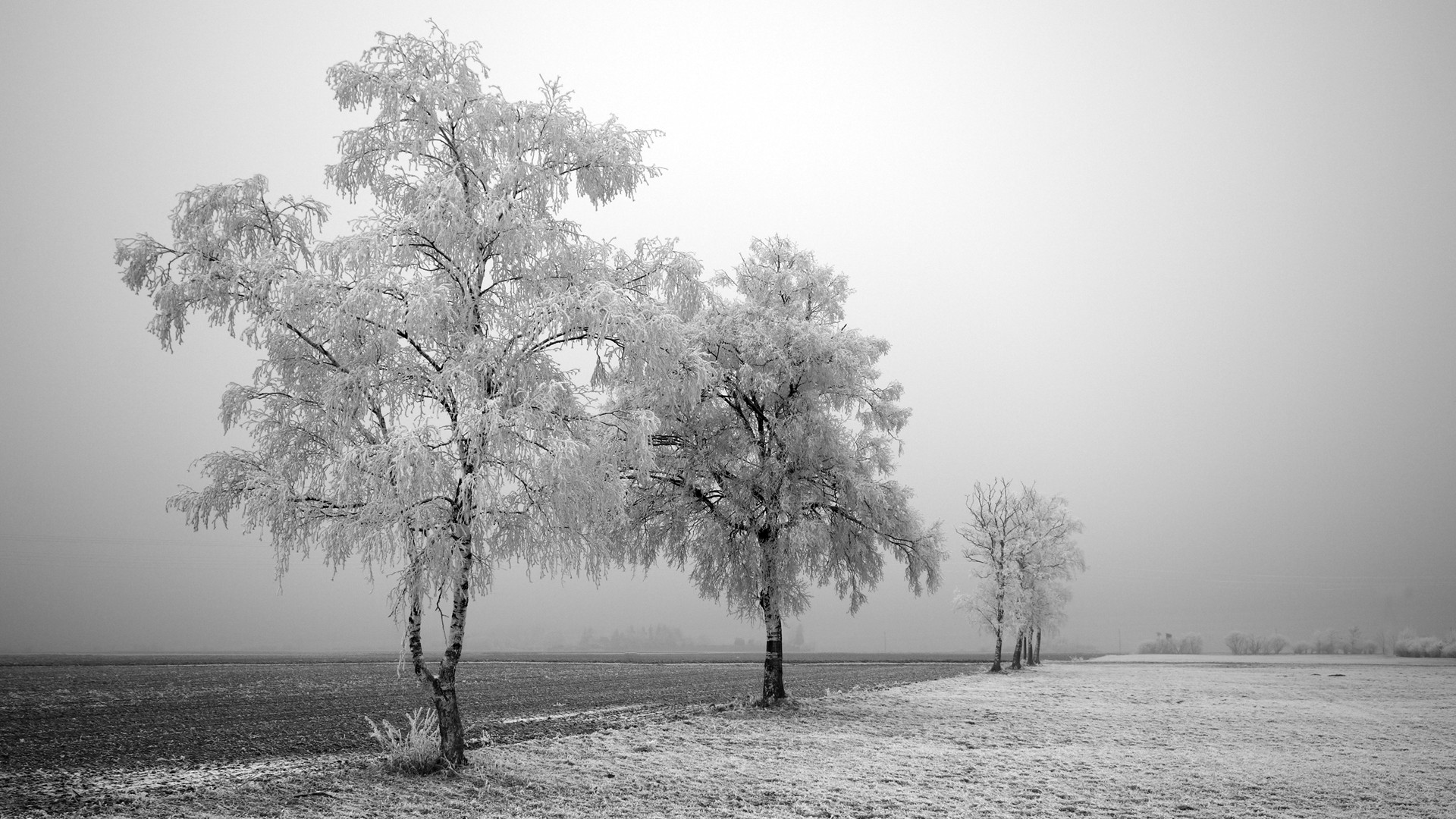 invierno camino árboles