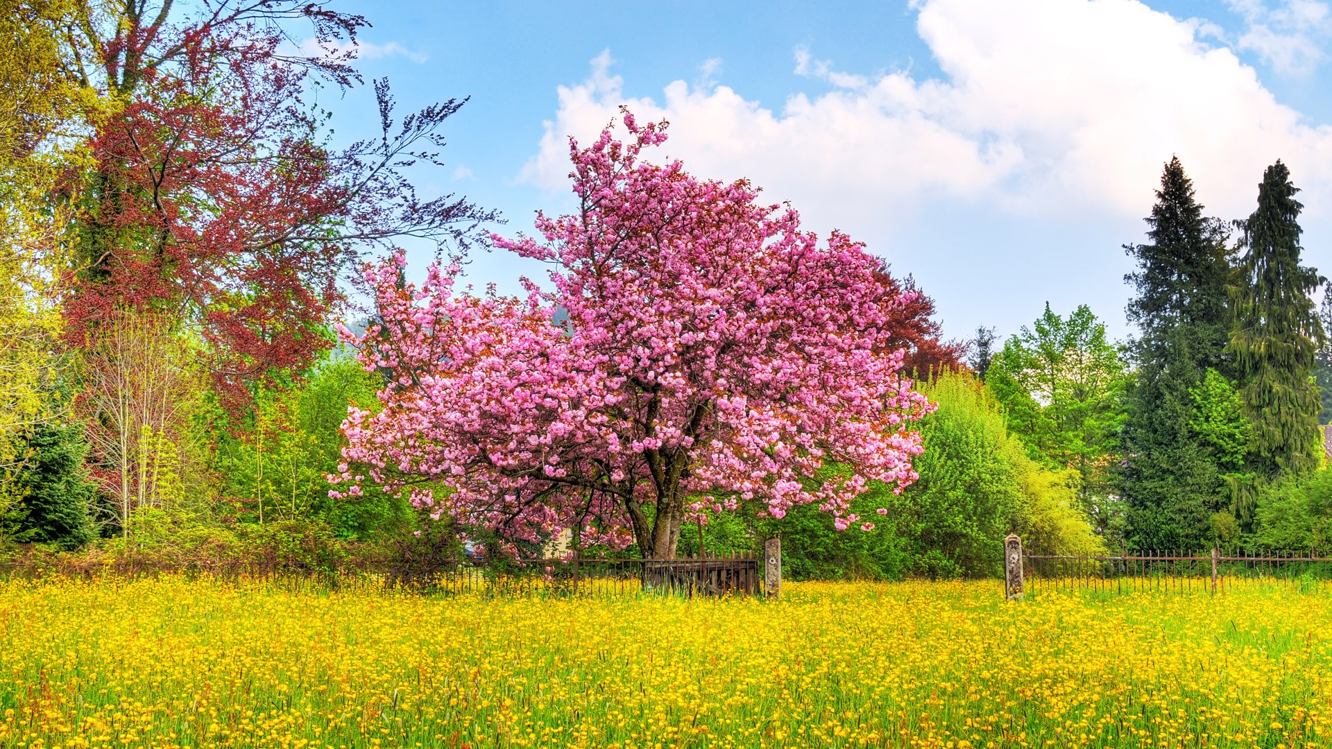 cherry tree flower fence