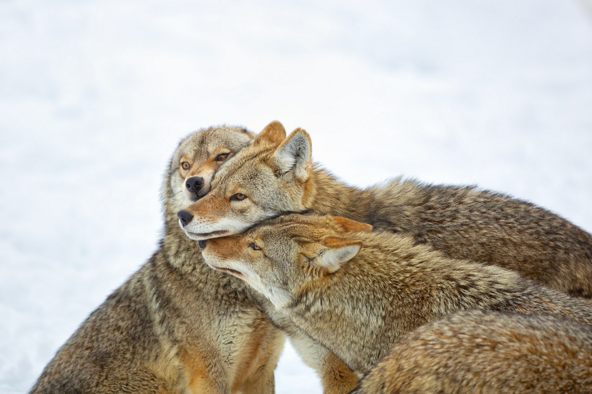 coyotes canada québec