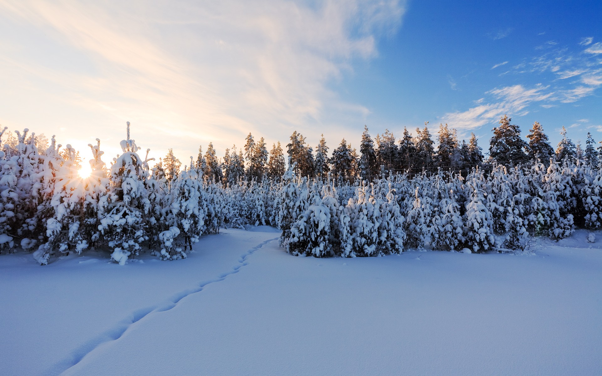 invierno árboles de navidad nieve