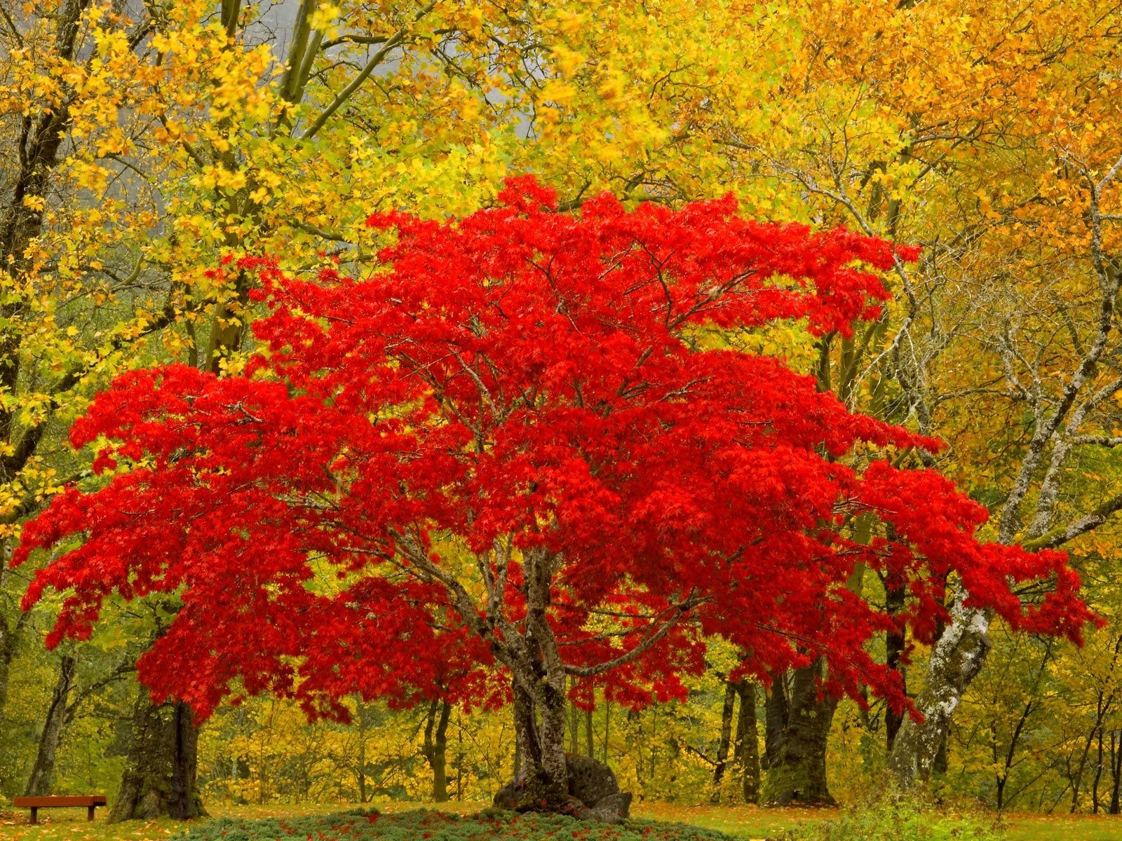 forest tree leaves nature