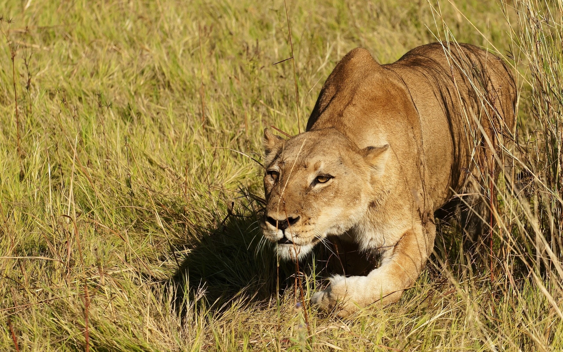 jagd gras löwin