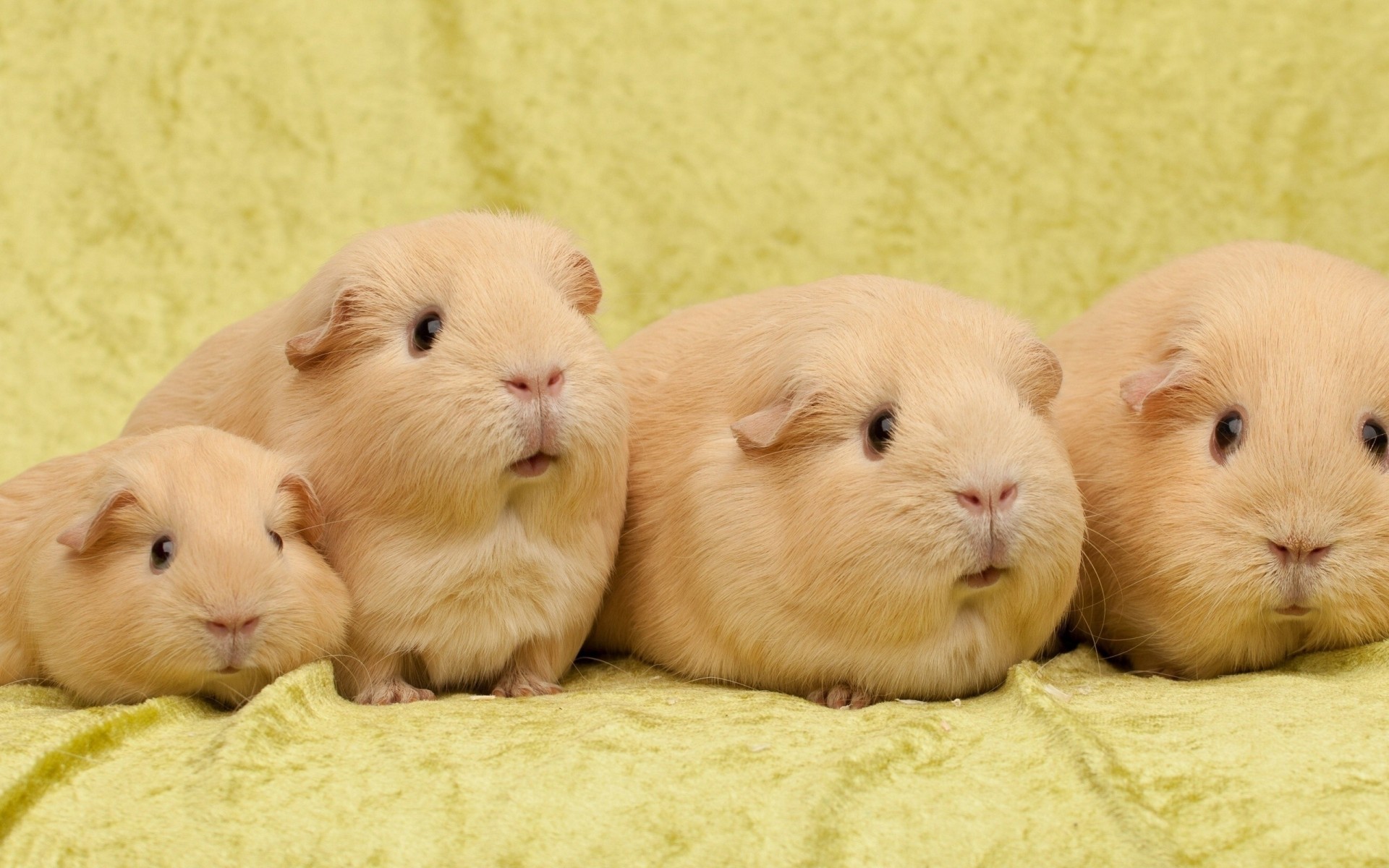 meerschweinchen viele