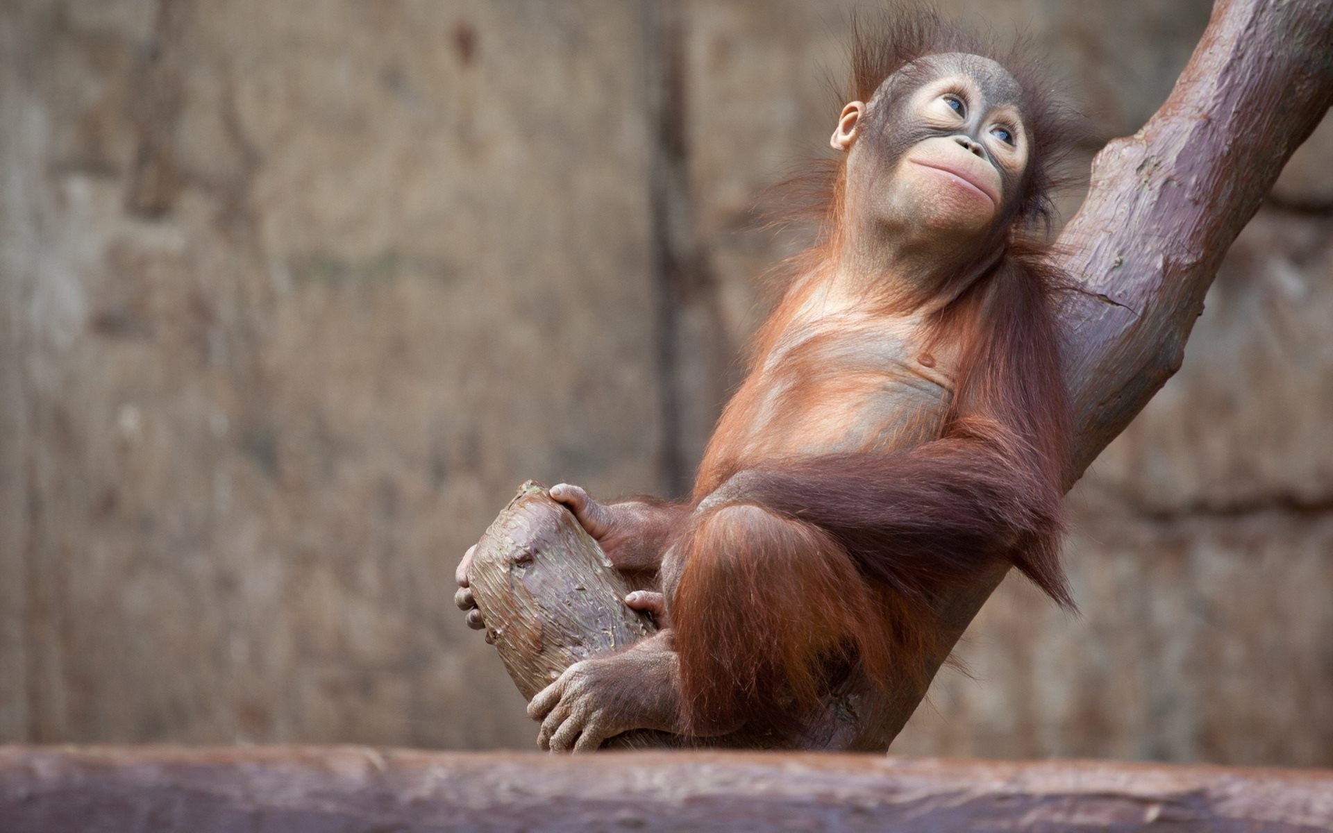 animales mono naturaleza árbol