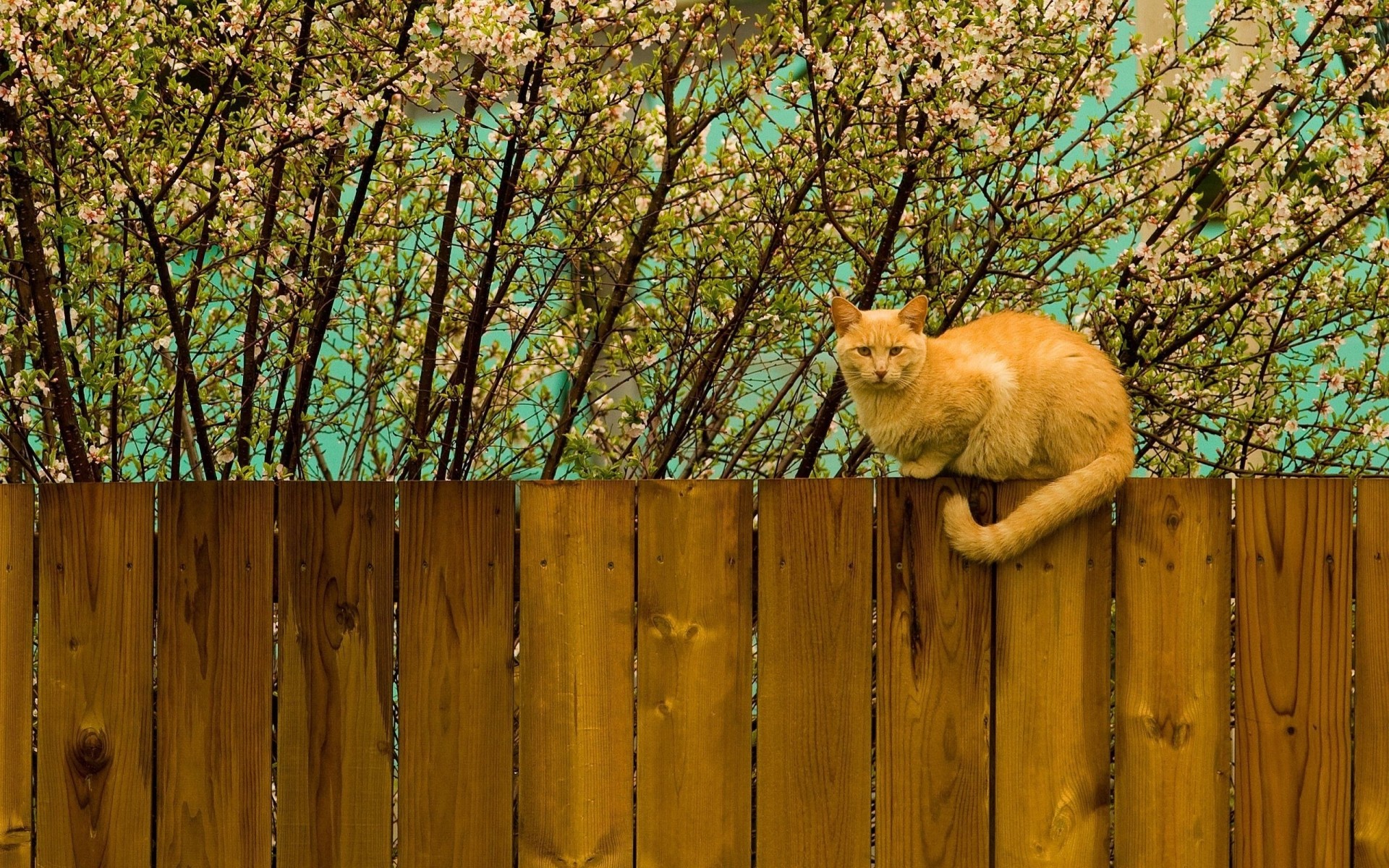 naturaleza cerca gato