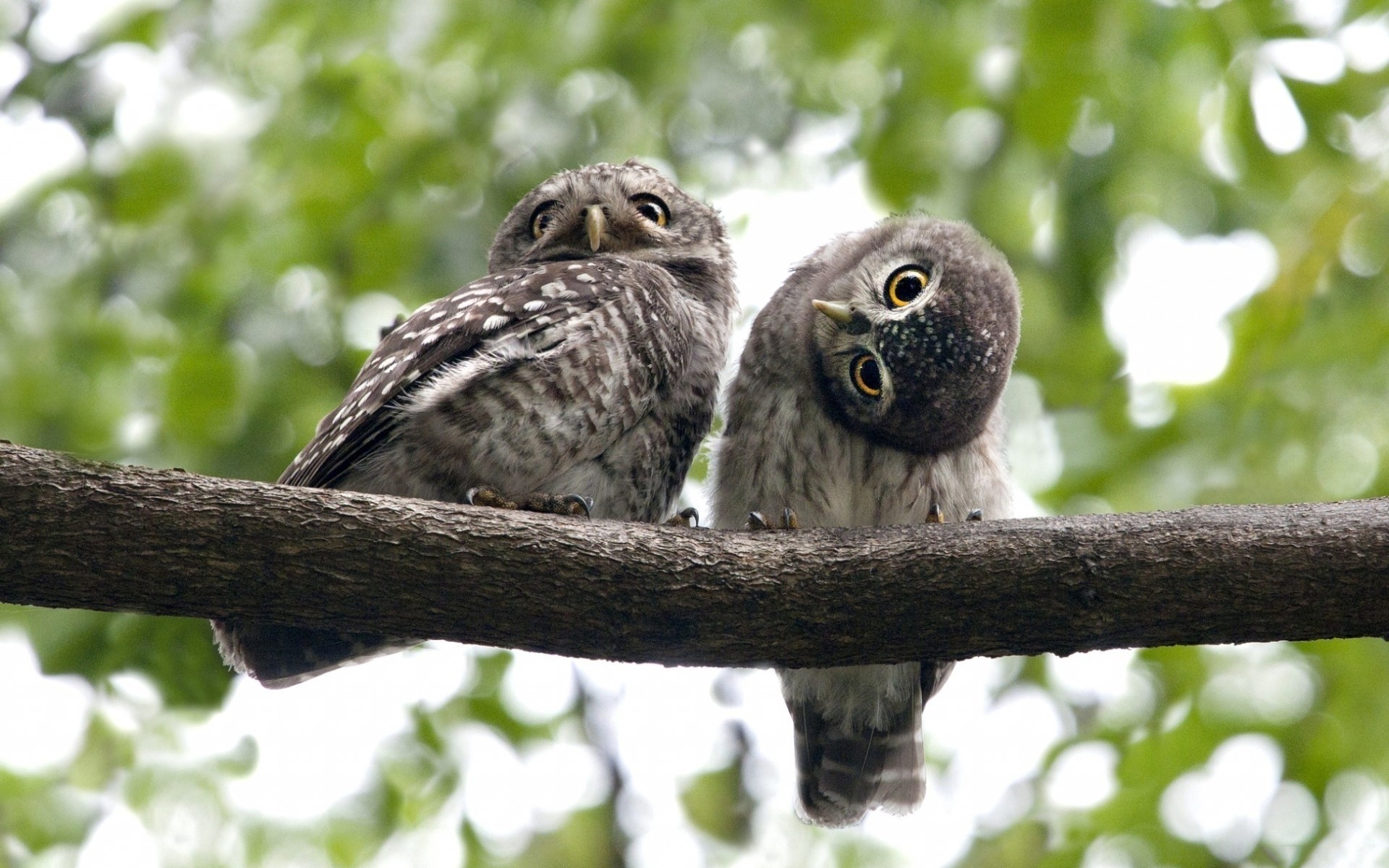 birds owl eyes branch