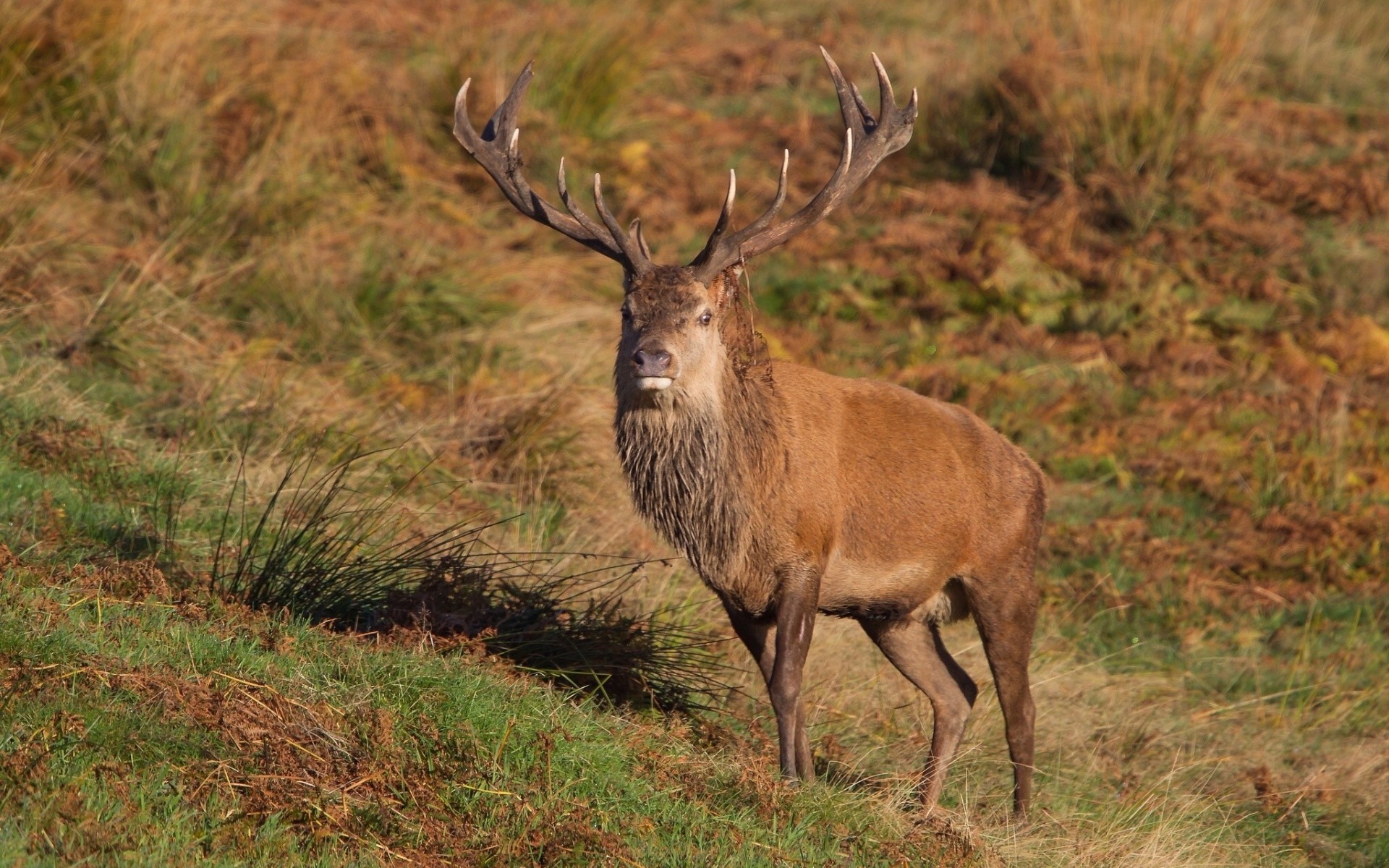 reindeer horn