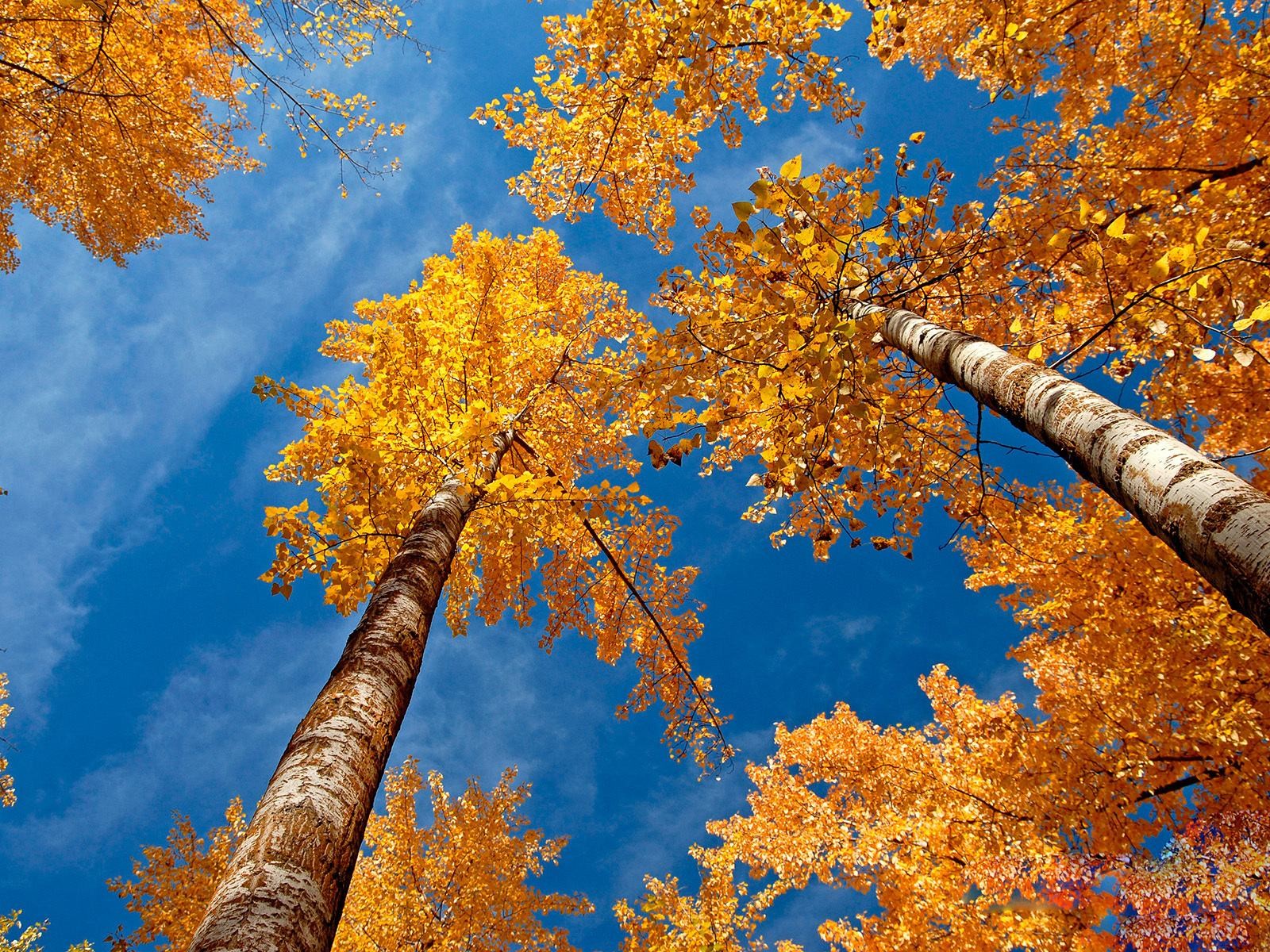 herbst birken gelbe blätter