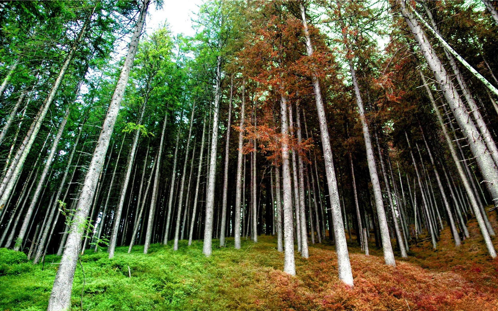 forêt printemps automne