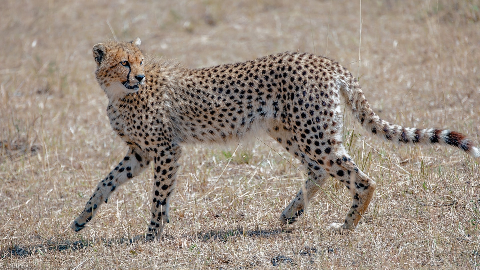 łaska żbik gepard drapieżnik