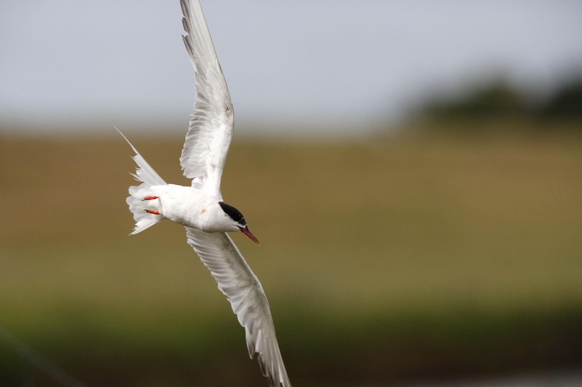 aves borrosidad gaviota