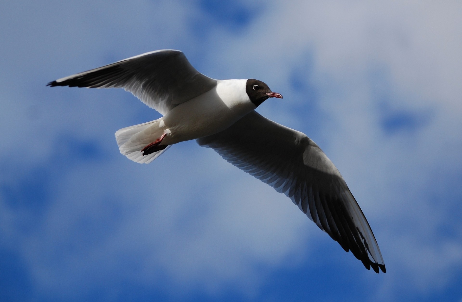 oiseaux ailes mouette du lac