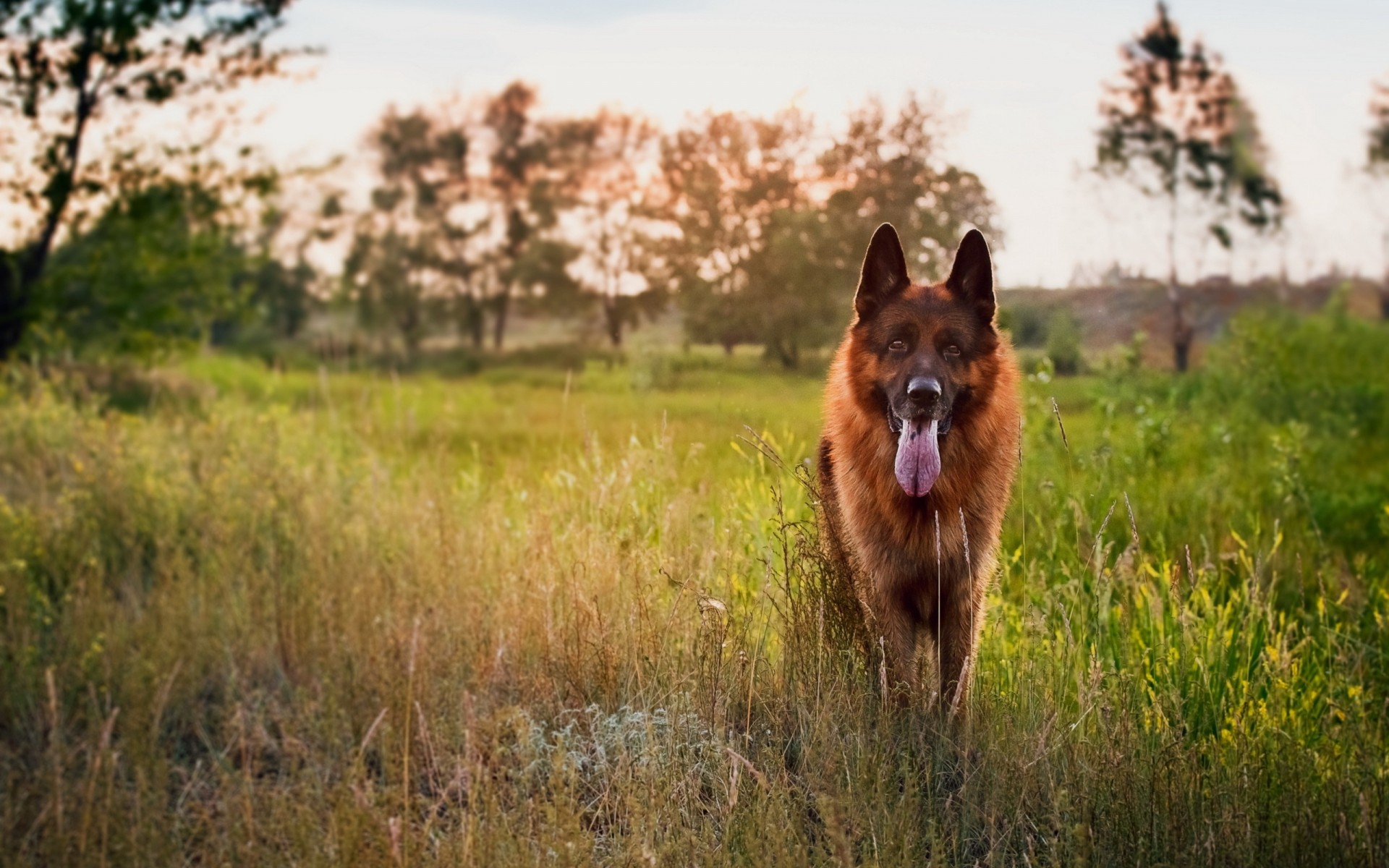 hund freund deutscher schäferhund