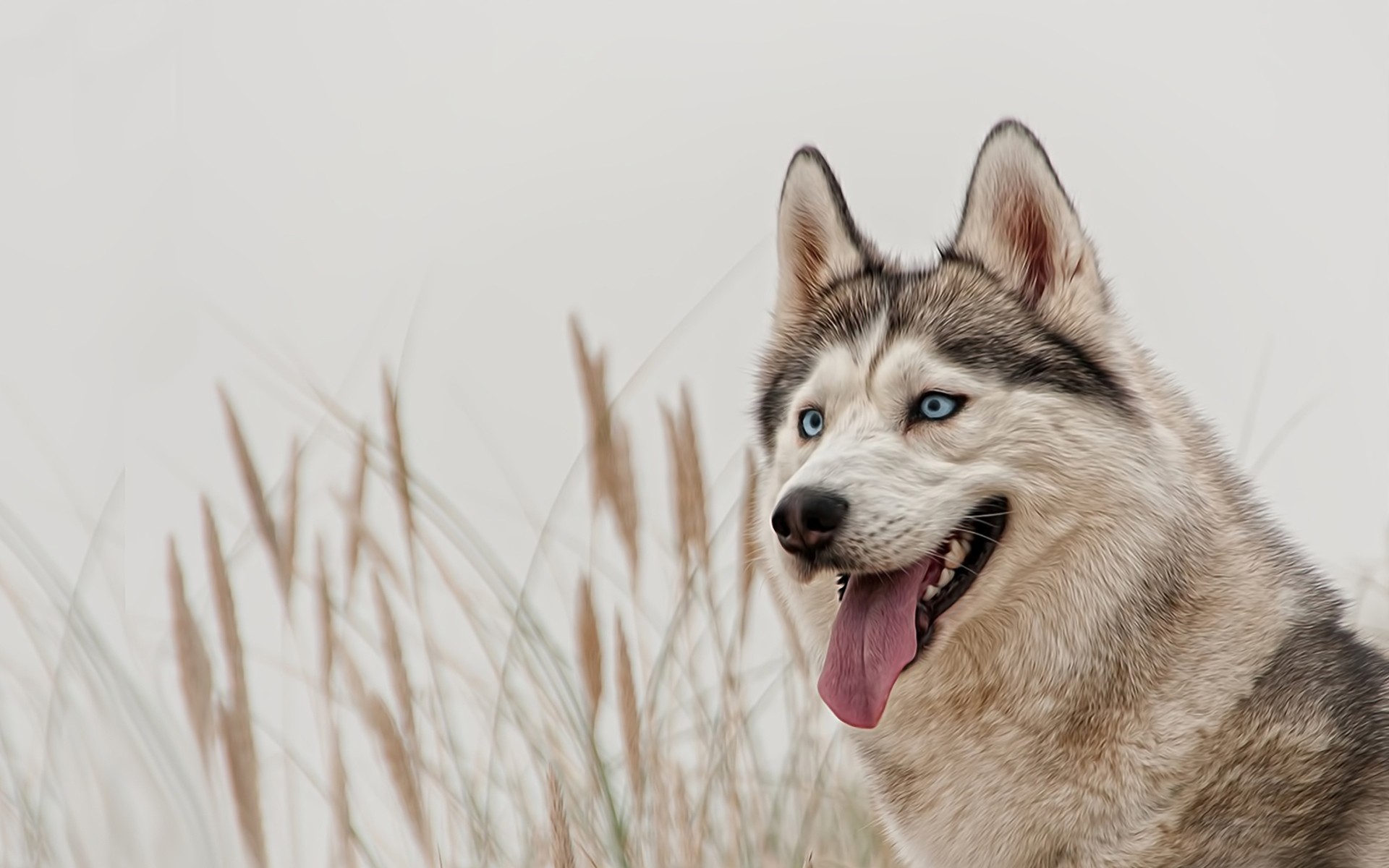 razza husky occhi azzurri cani specie