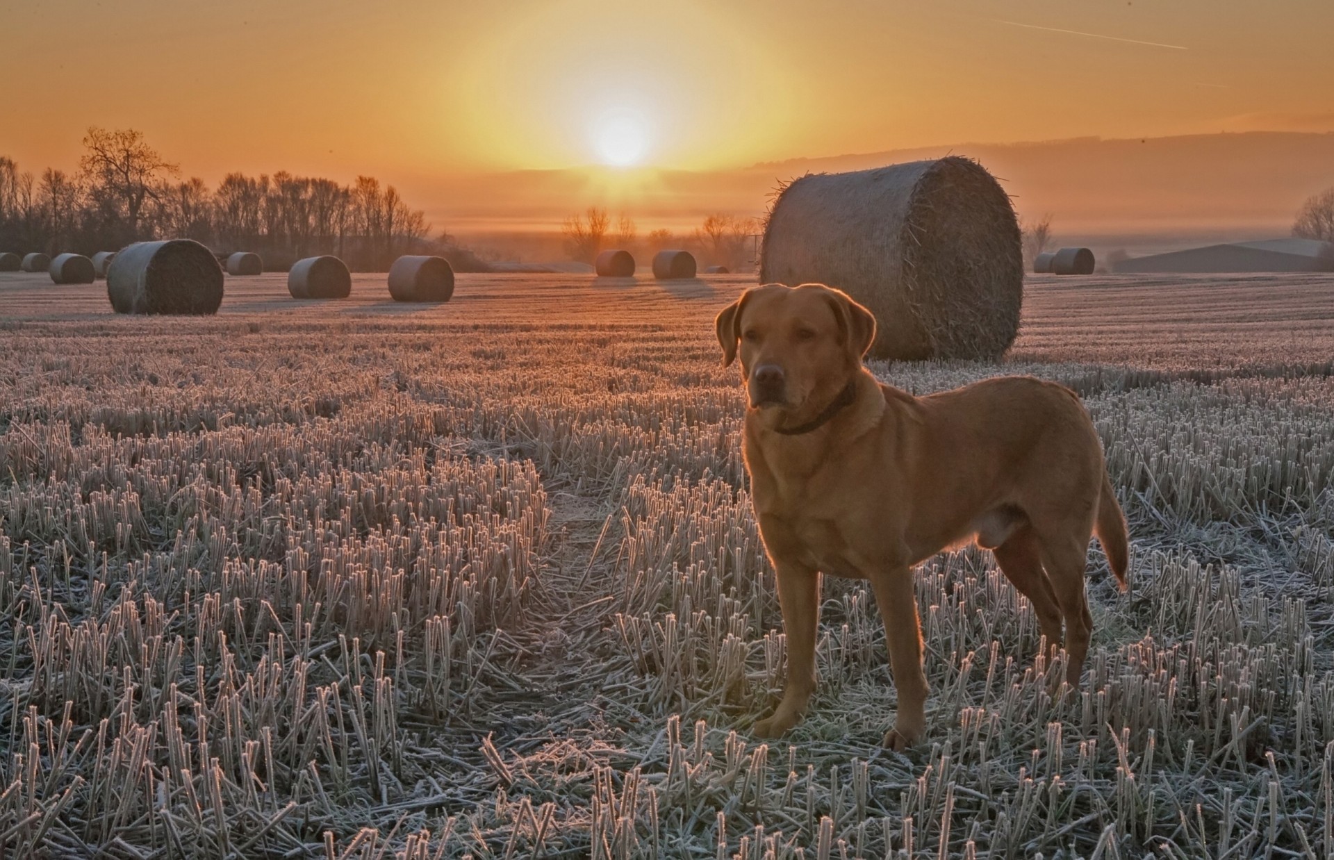 champ chien gel coucher de soleil faucheuse