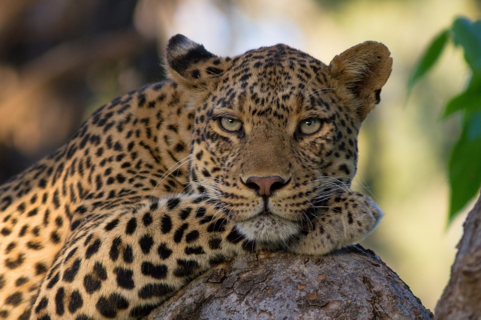 teeth wild cat leopard