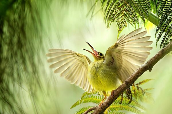 Pájaro verde extiende sus alas en una rama