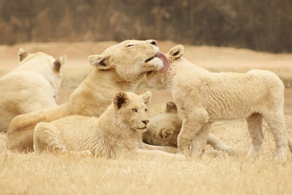 Maman lionne se prélasse avec des lionceaux