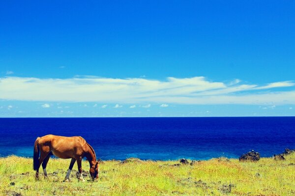 El caballo come hierba