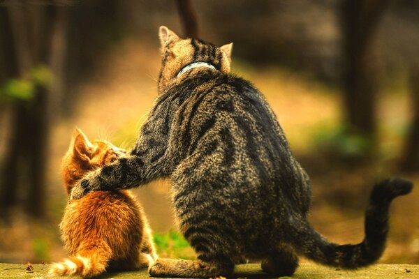 Das rothaarige Kätzchen und die graue Katze haben sich angefreundet